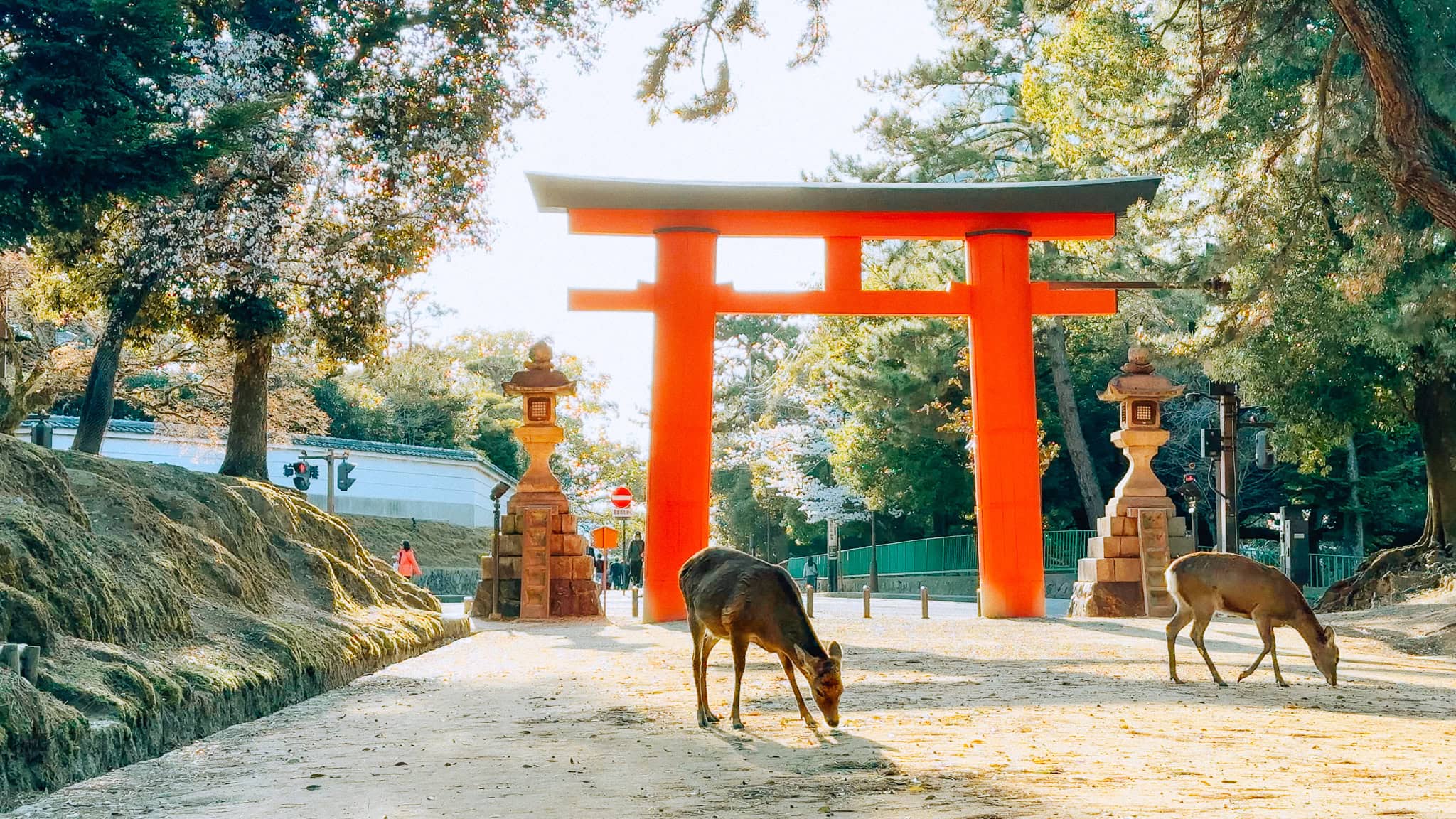 2048x1152 Nara Day Trip Itinerary: How to Make the Most of Nara, Japan in 1 Day