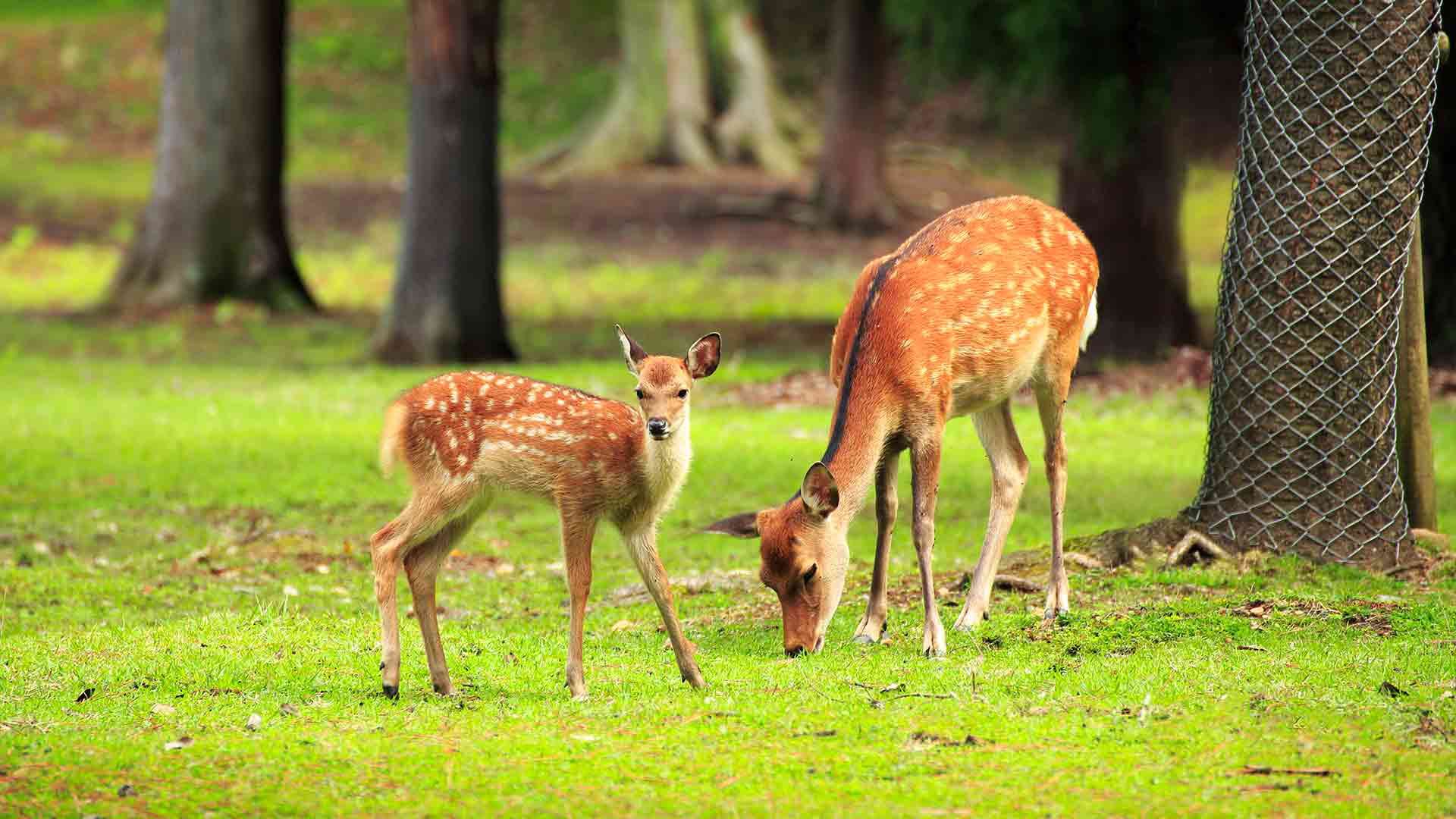 1920x1080 Nara Deer Park Guide