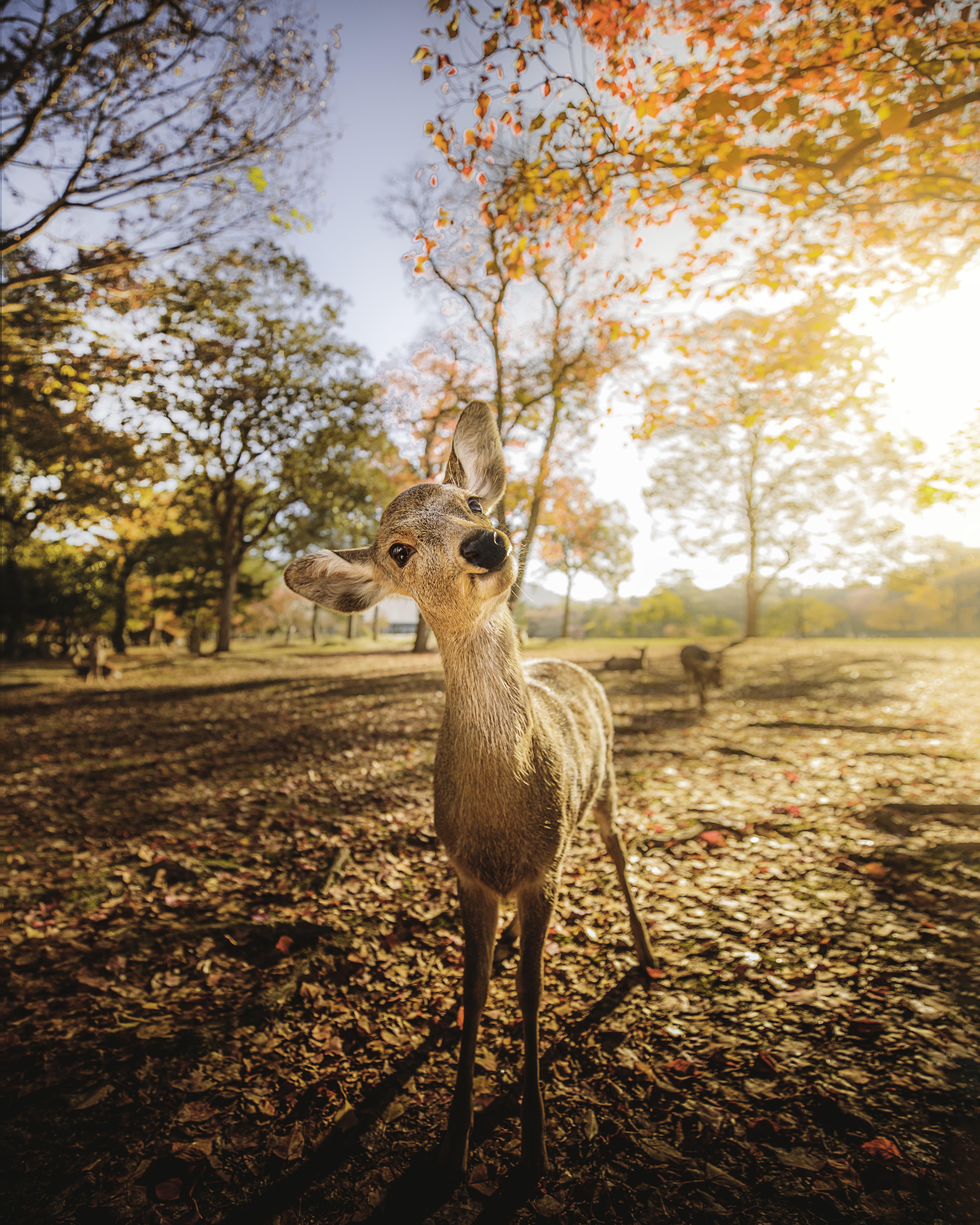 5376x6720 Friendly deer in Nara Park, Japan