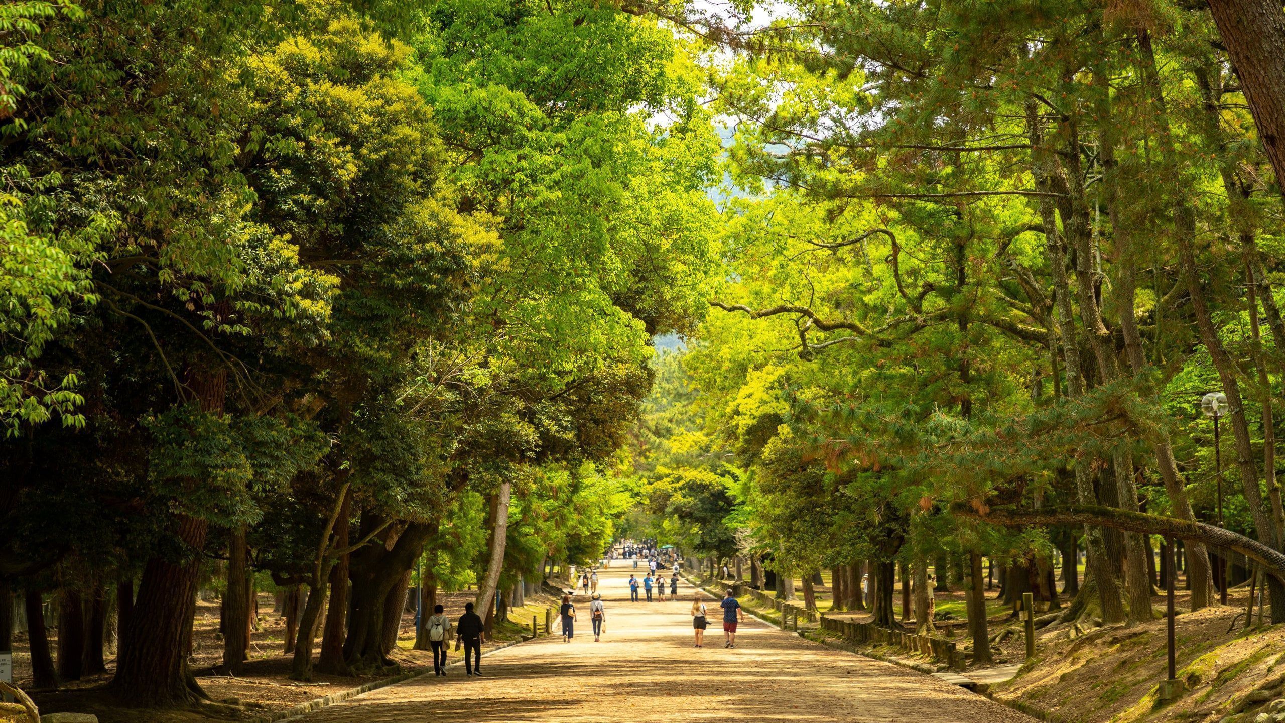 2560x1440 Nara Park Tours