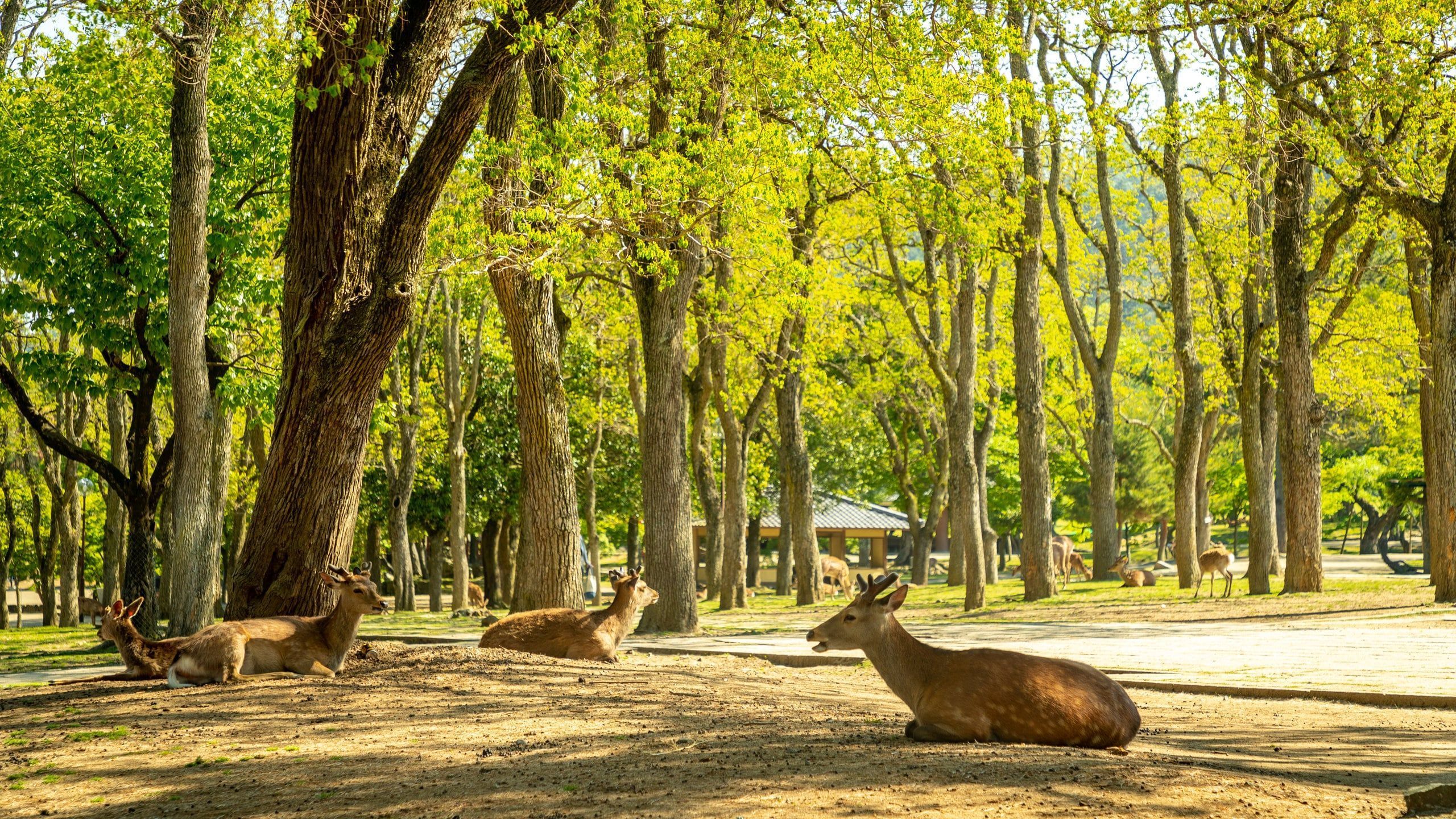 2560x1440 Nara Park Tours