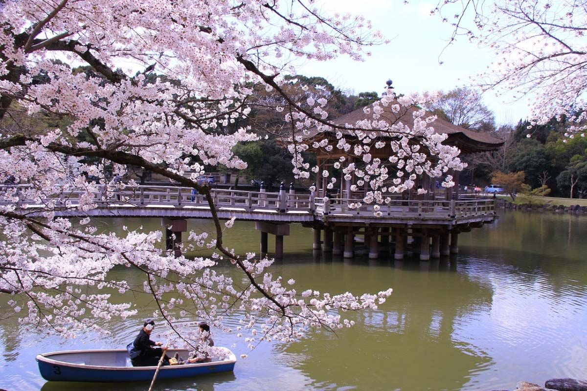 1200x800 See Japan's original scenery of cherry blossoms of Nara｜ZEKKEI Japan