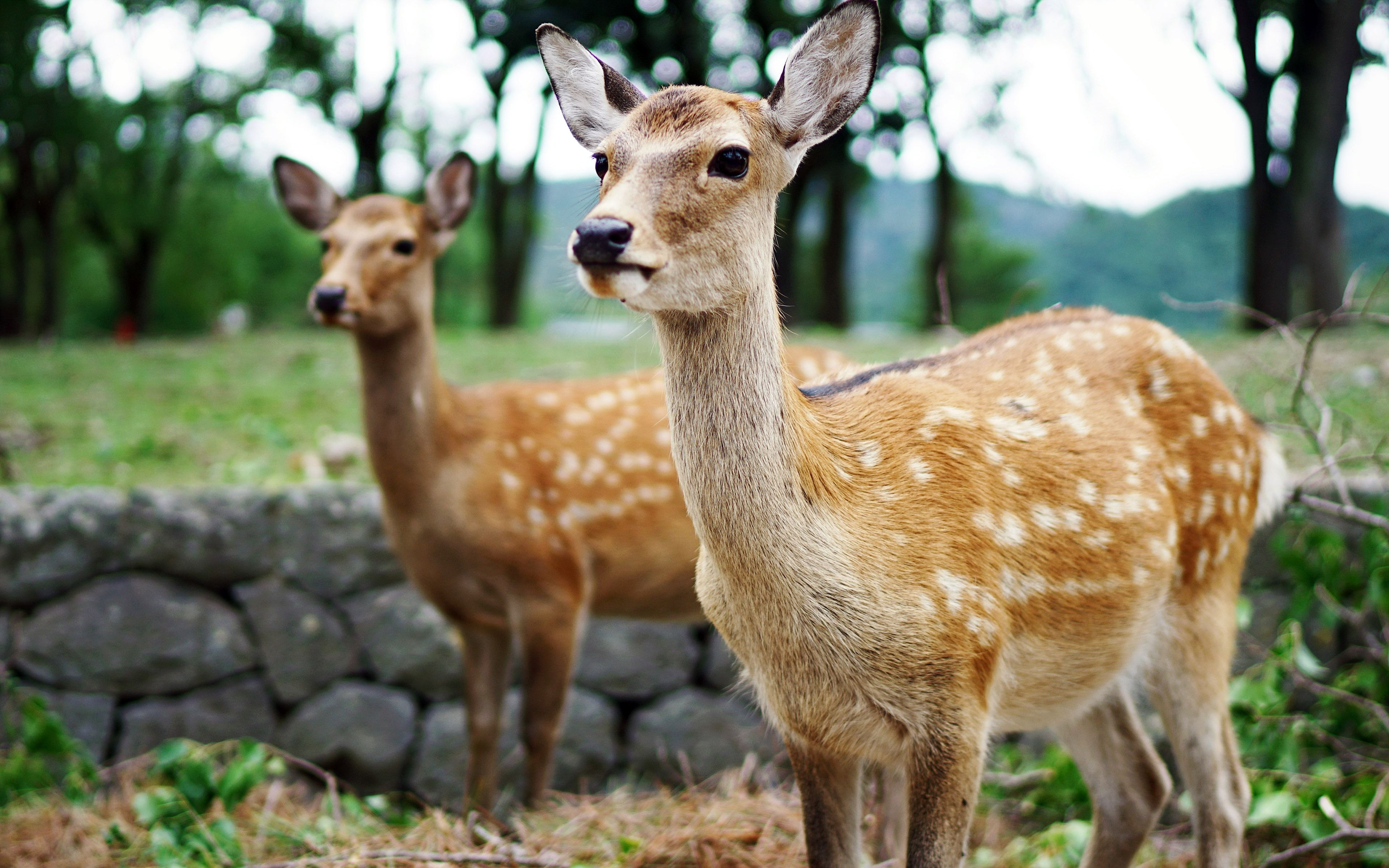 3840x2400 Japan deer lawn of Nara Park world animal
