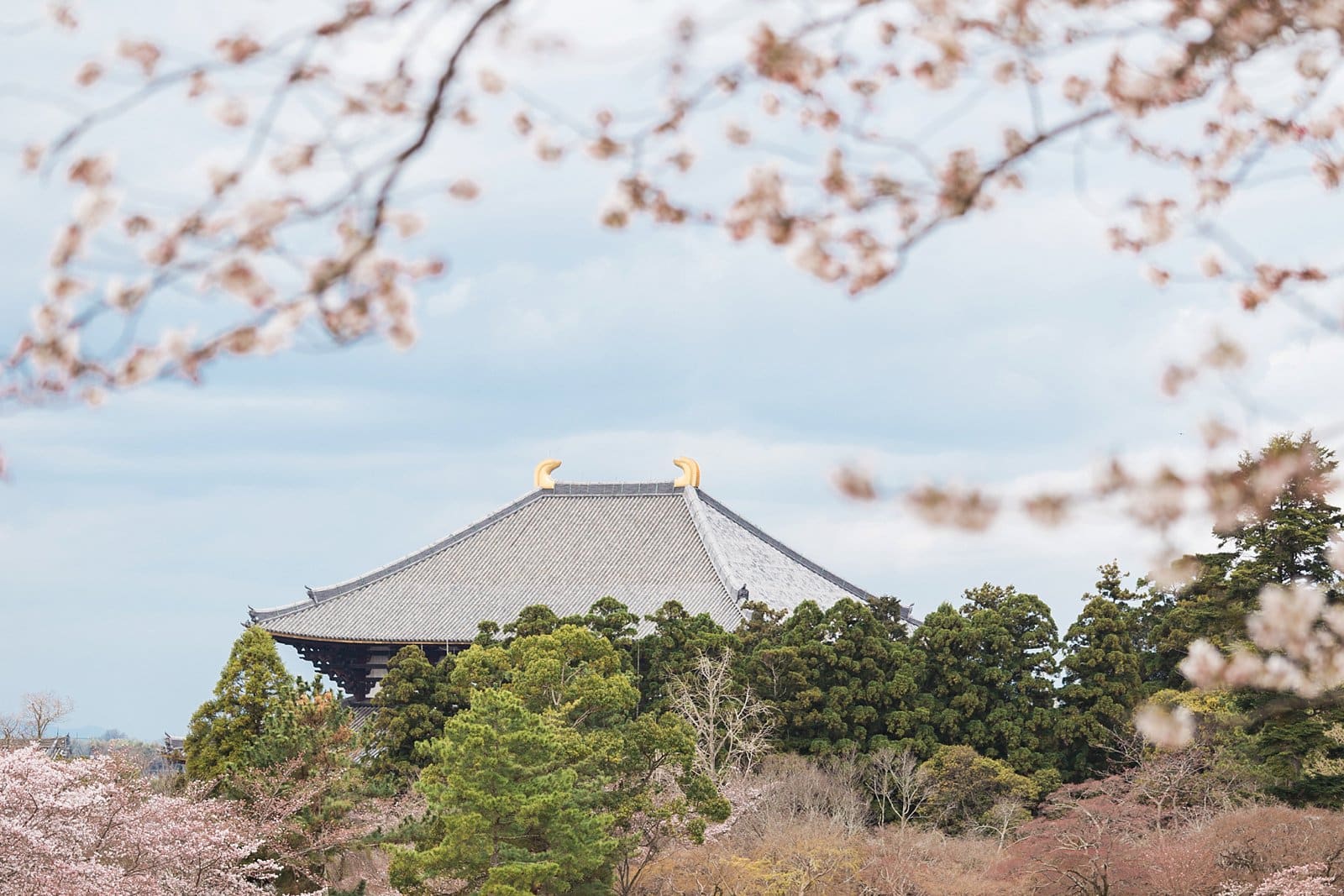 1600x1067 Nara Japan Things You Should Know Before Visiting