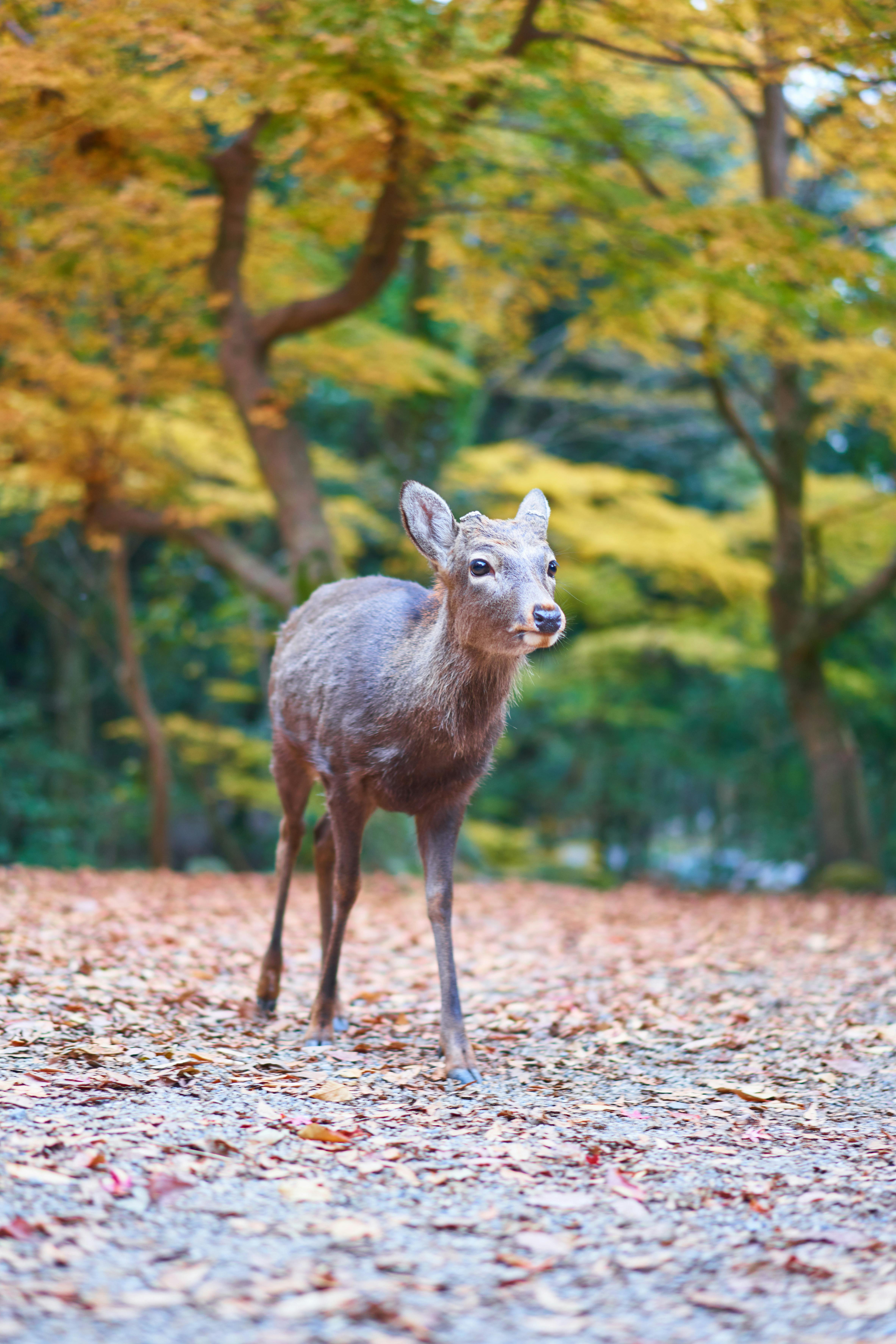 4731x7096 Nara Photo, Download The BEST Free Nara & HD Image