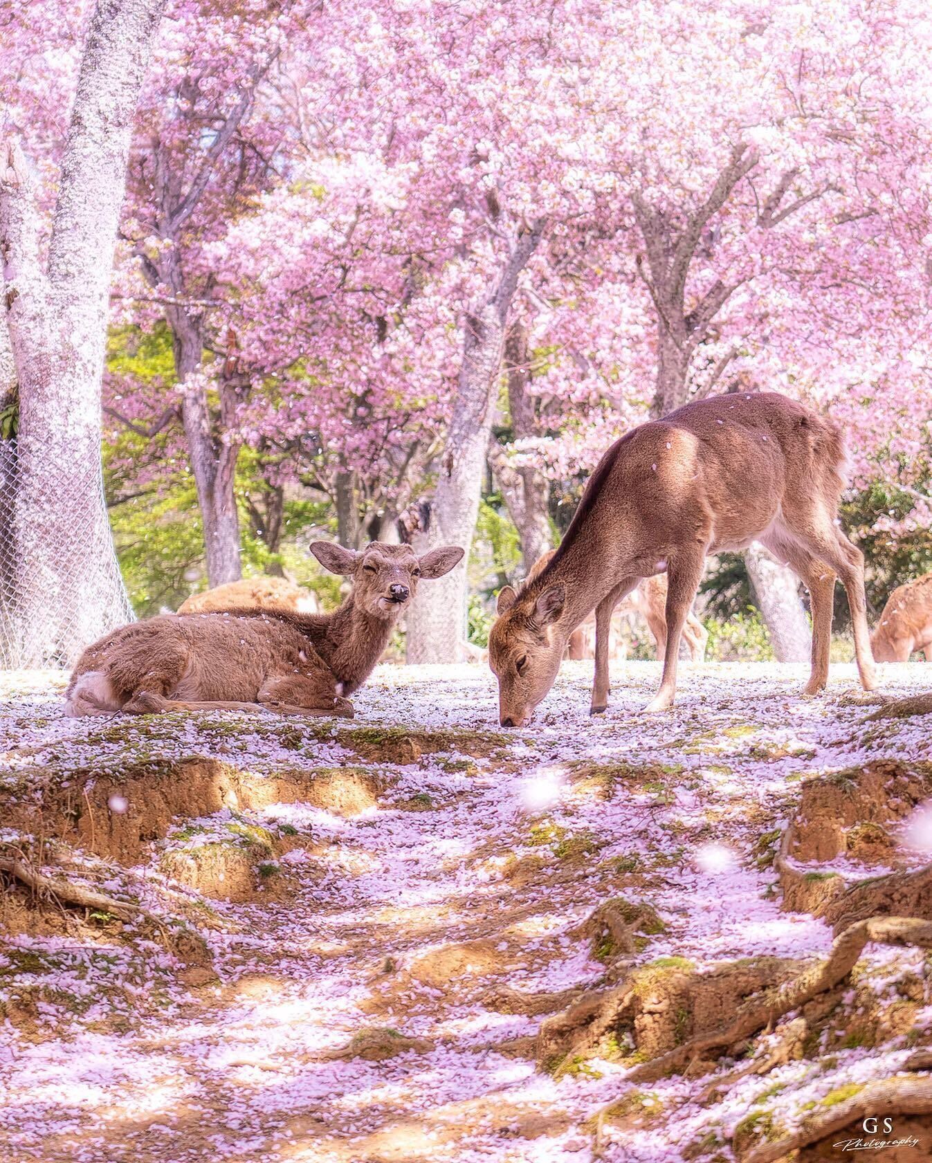 1347x1681 Visit Japan على X: It's impossible to feel stressed when looking at this idyllic scene of deer in Nara Park