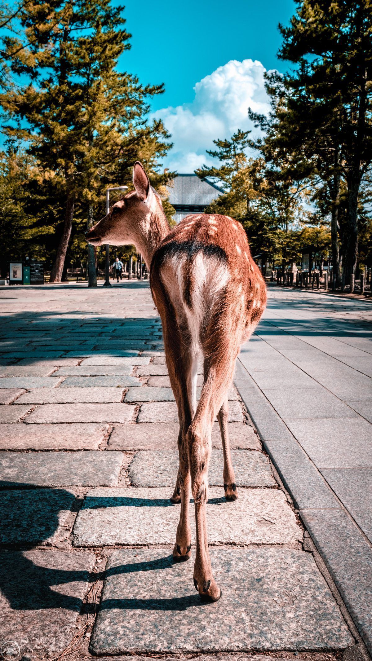 1200x2133 Nara Travel Guide: The Ancient Capital of Japan LillaGreen