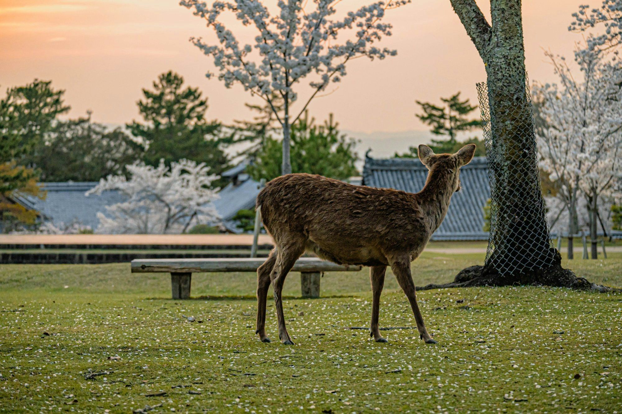 2000x1333 世界は今's post｜Deer Park in Nara City where cherry blossoms are in full bloom.Along with cherry blossoms, you can s｜【Nara City, Nara Prefecture】【 Nara Prefecture】【deer】【Park】【Photo Contest】【Japan】【Nature】【Sightseeing】【Travel