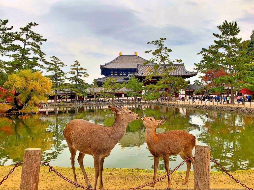 1024x768 Explore Nara In A Day: Attractions You'll Love