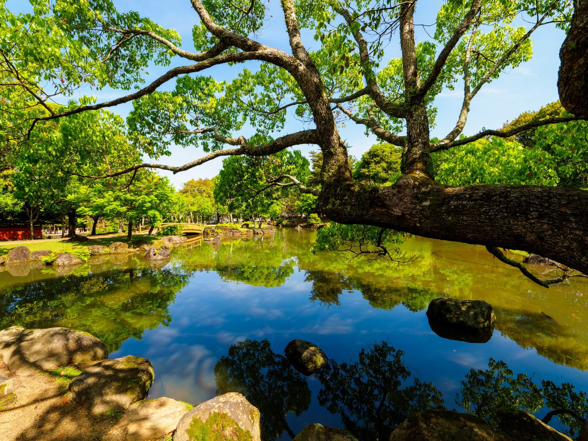 1920x1440 Nara Park Monkey Resorts