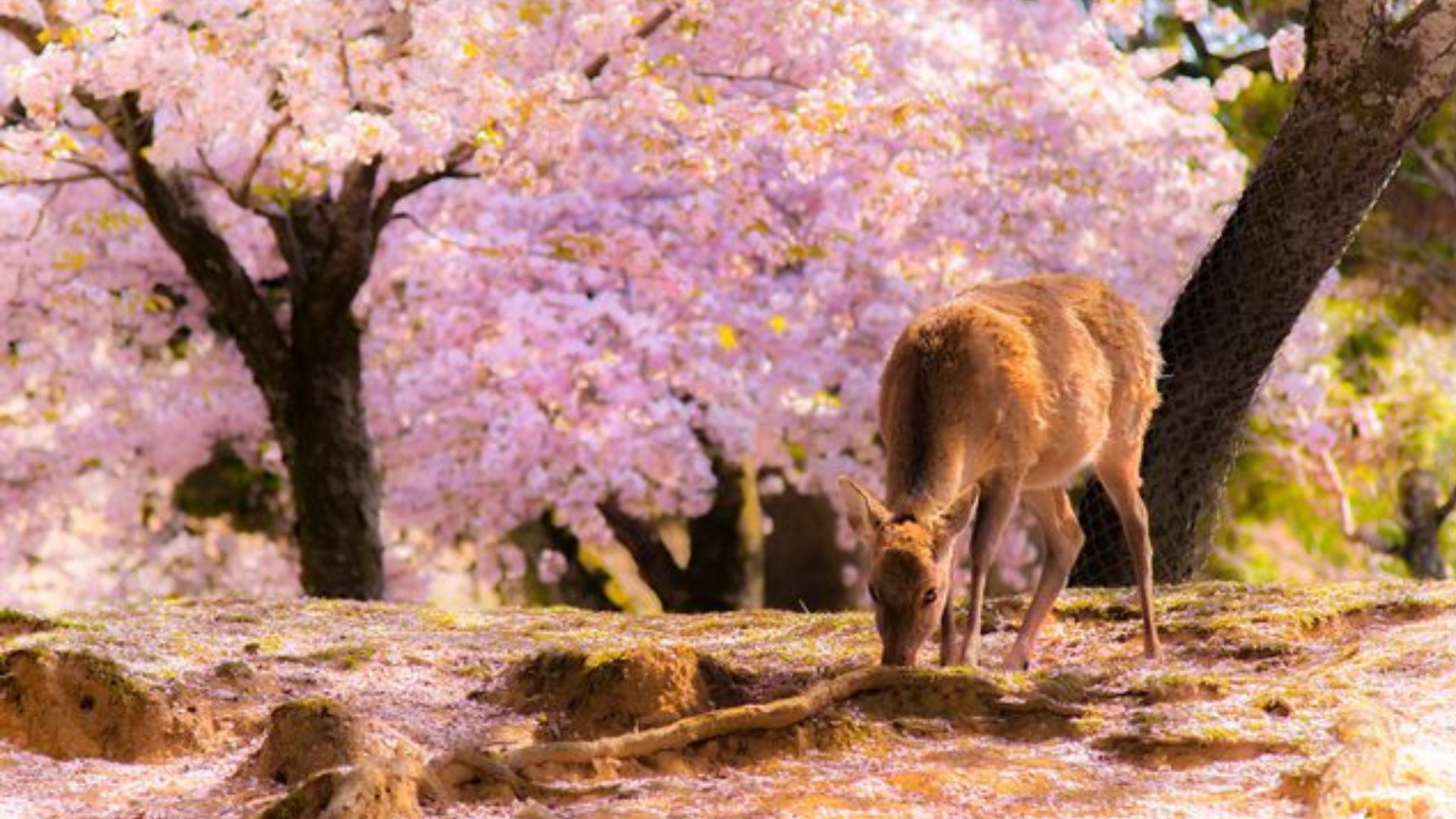 1920x1080 Nara, Japan, Was Just Named The City With The Most Hidden Gems