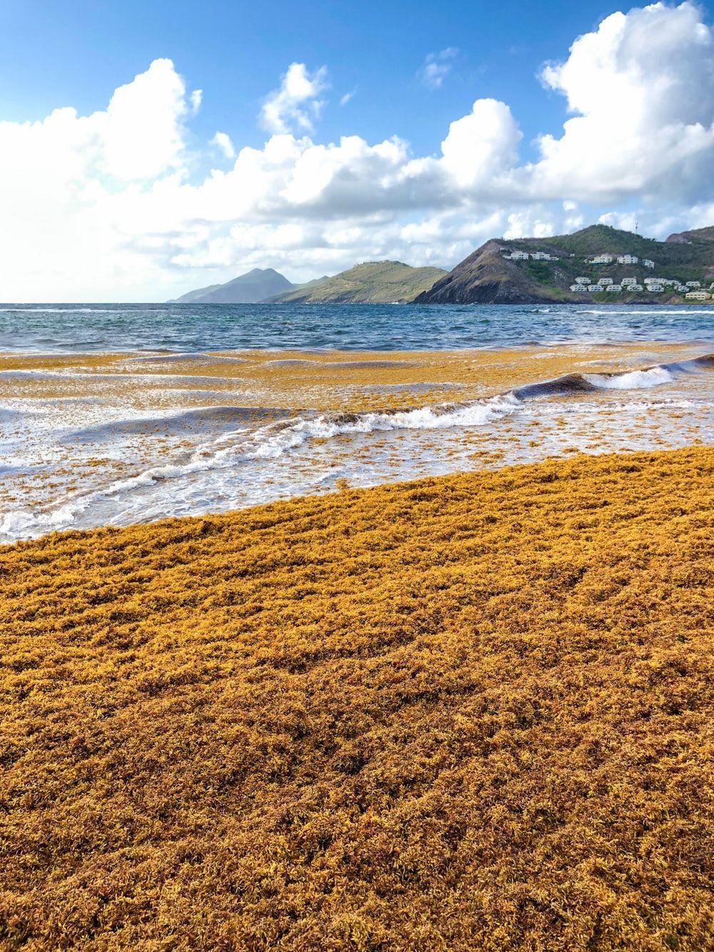 1000x1333 Saint Kitts And Nevis Picture. Download Free Image