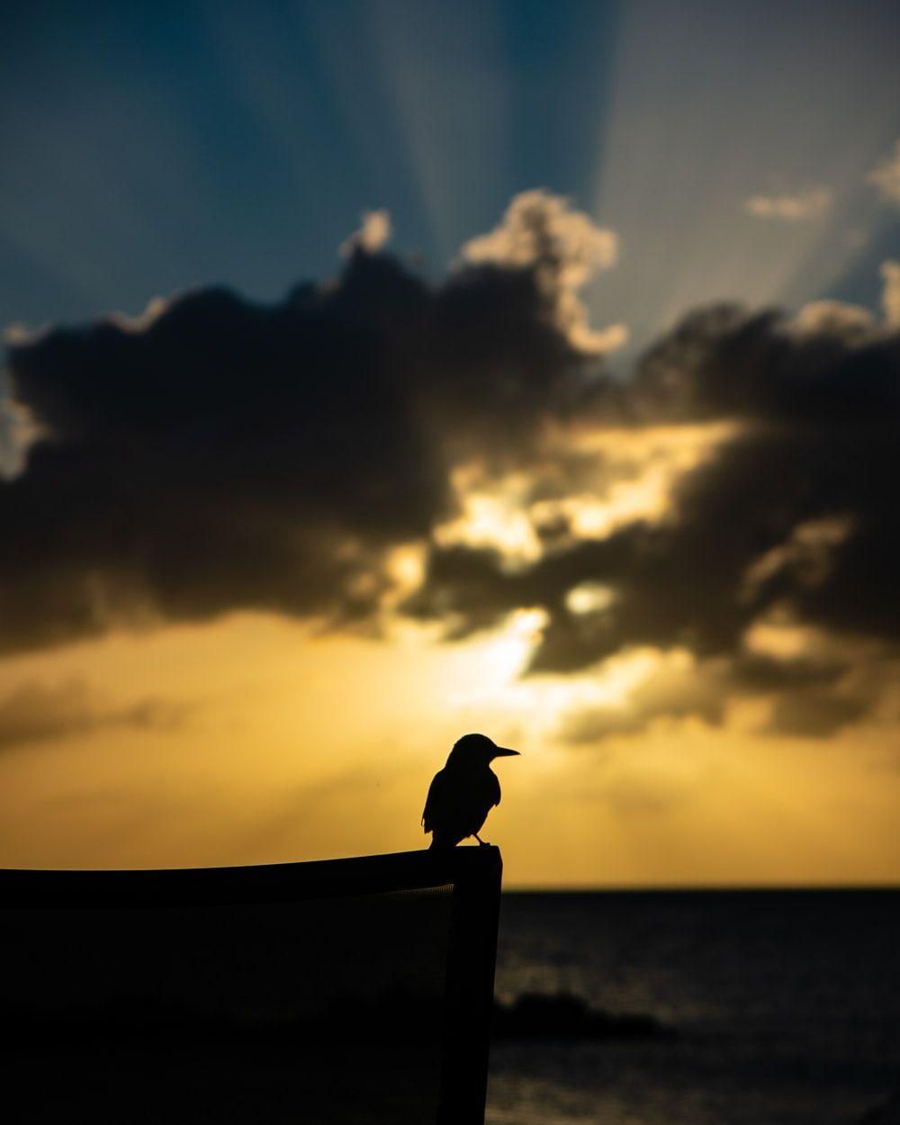 1000x1250 Saint Kitts And Nevis Picture. Download Free Image