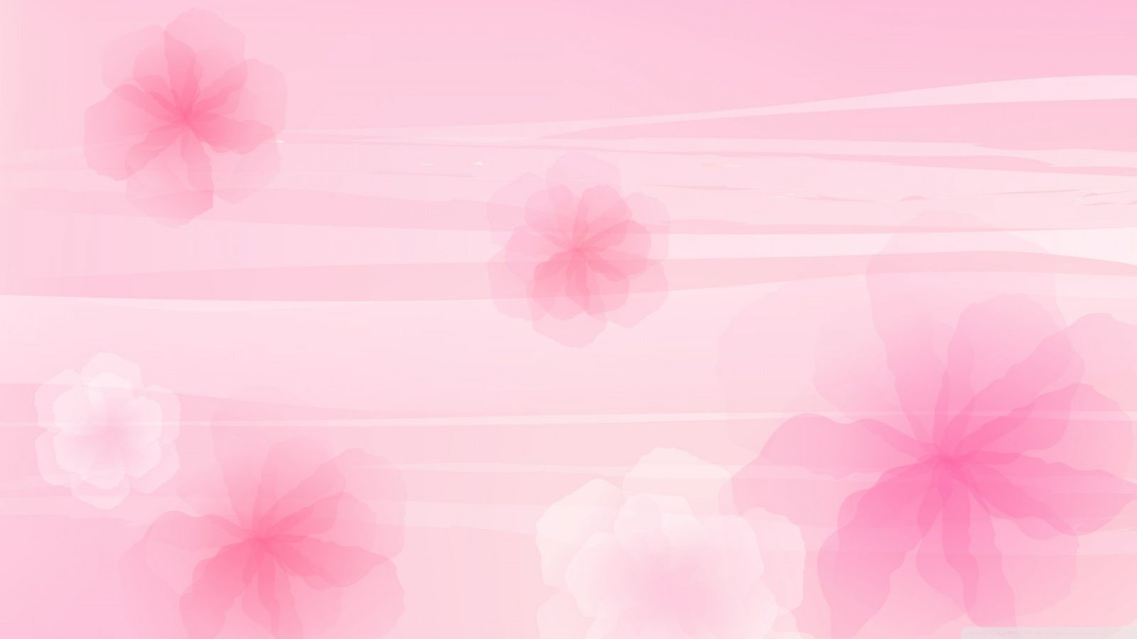 1600x900 Pink Flowers Background 4K UHD Wallpaper for UltraHD Desktop and TV : Smartphone and Tablet Devices