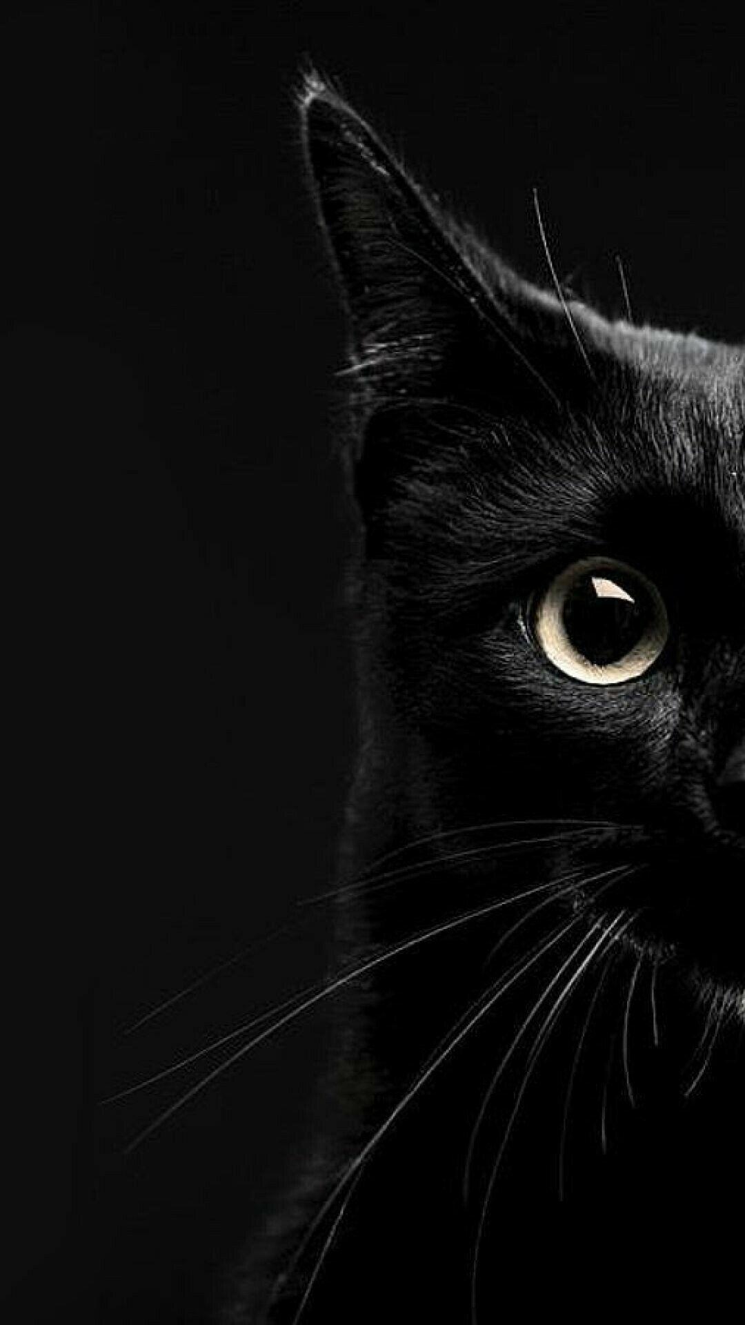 Aesthetic Black Cat Wallpapers - Top Free Aesthetic Black Cat Backgrounds - WallpaperAccess
