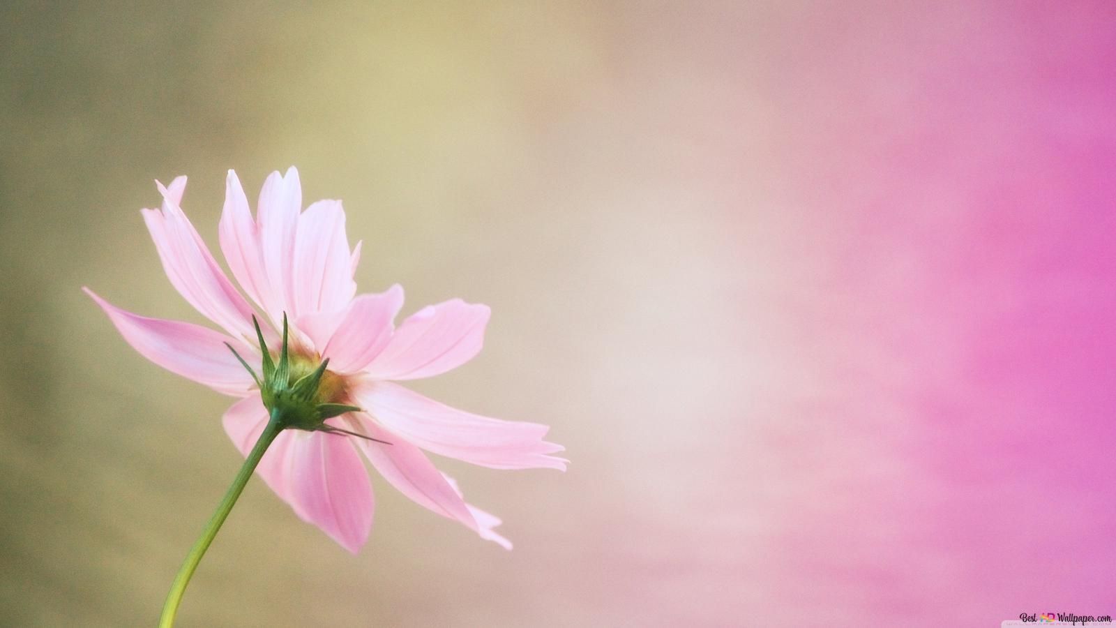 1600x900 Nature flower background 4K wallpaper download