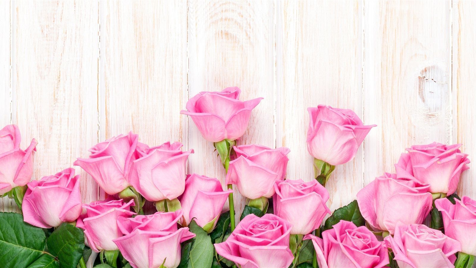 1600x900 Wallpaper Pink rose flowers, wood background 3840x2160 UHD 4K Picture, Image