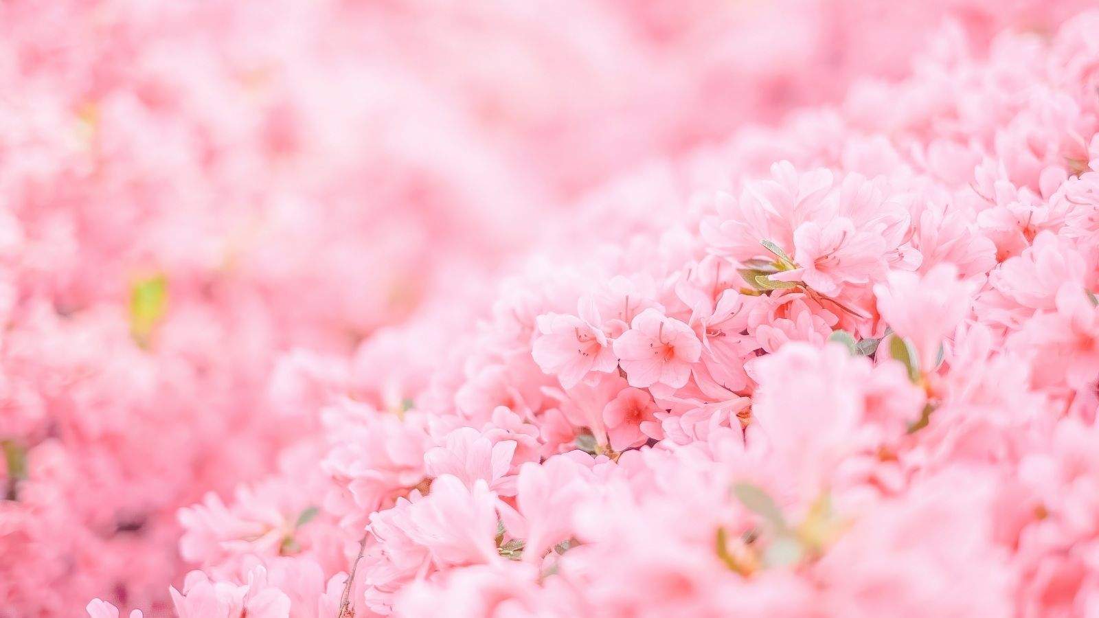 1600x900 Pink Flowers Minimal 4k Wallpaper.Free 4k Wallpaper