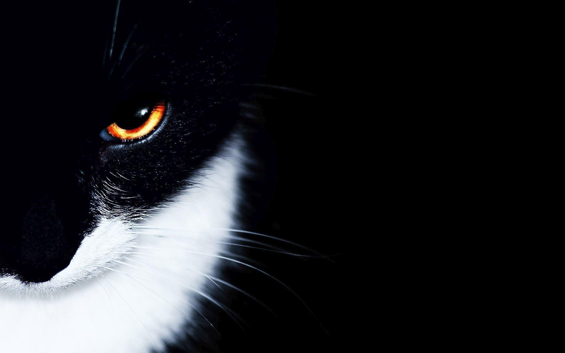 1920x1200 White Cat Wallpaper