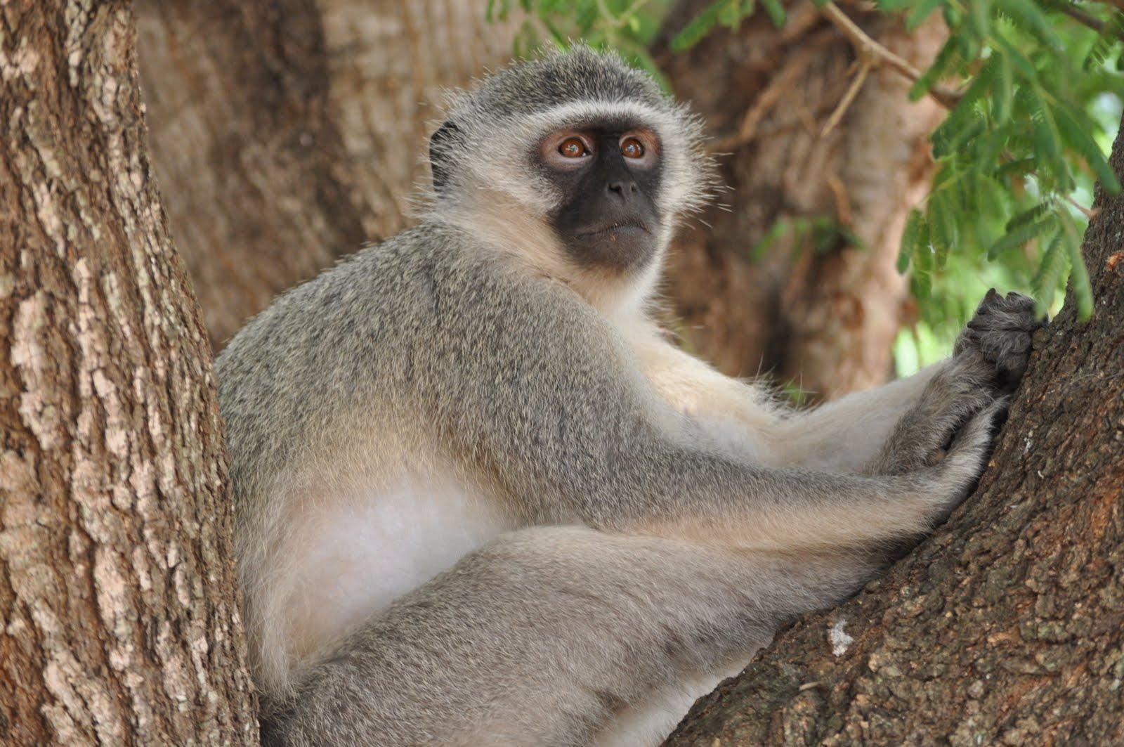 Saint Kitts and Nevis Wallpapers Top Free Saint Kitts and Nevis