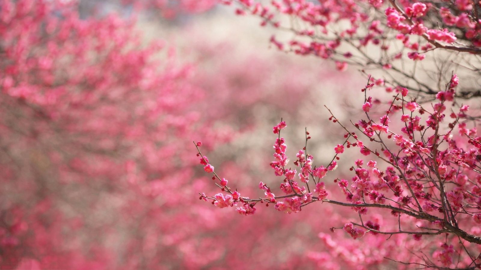 1600x900 Spring blossoms HD wallpaper 1600x900