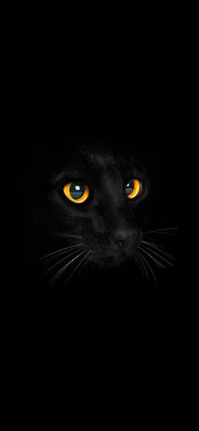 Aesthetic Black Cat Wallpapers - Top Free Aesthetic Black Cat