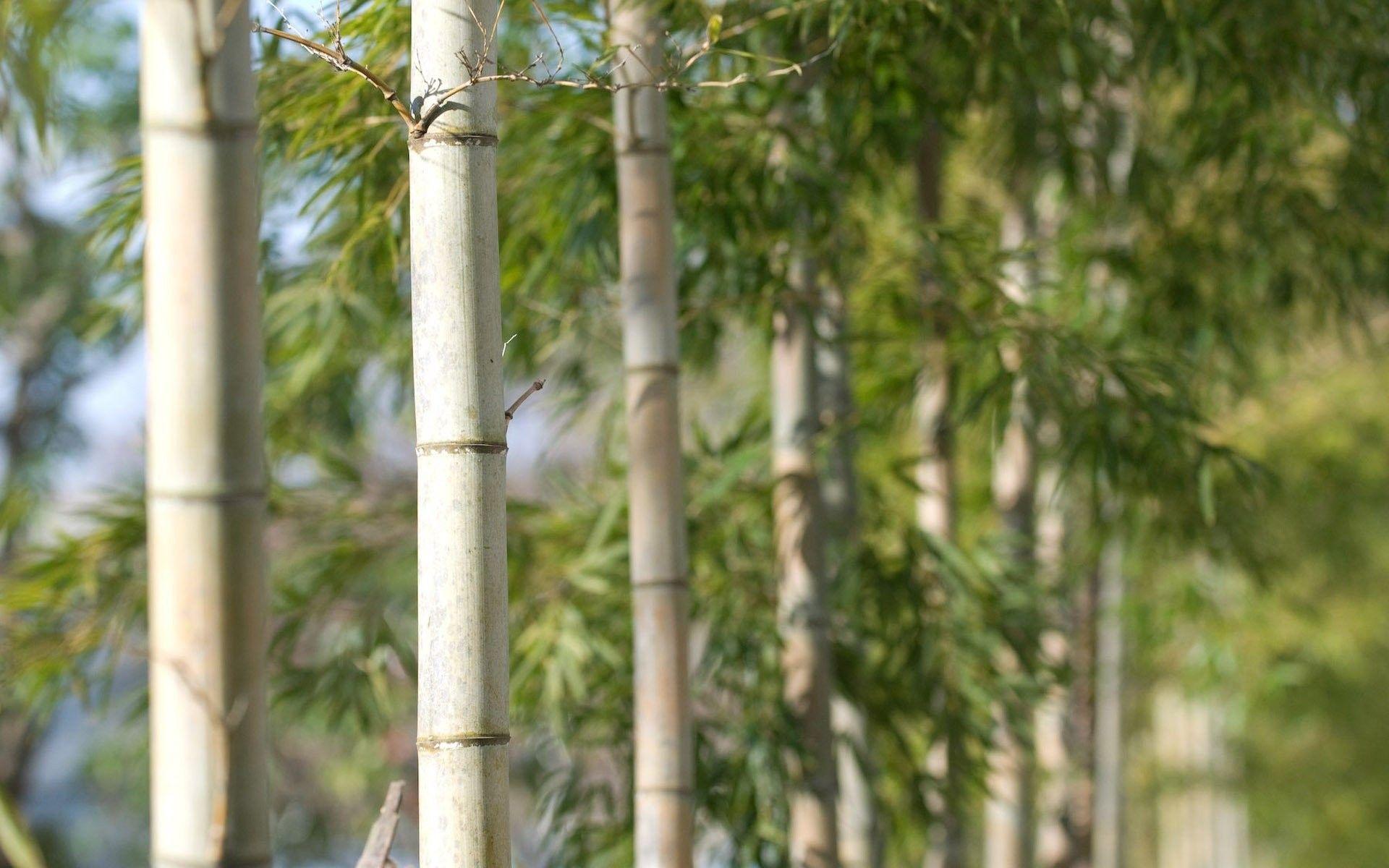 1920x1200 Trees: Japan Winter Snow Garden Nature Beautiful Wallpaper Of for HD