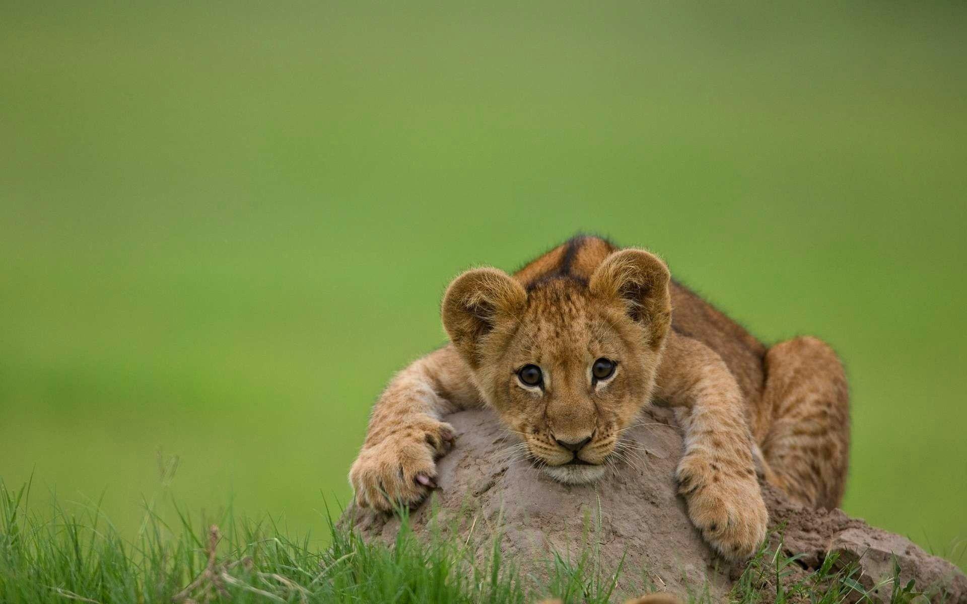 1920x1200 Lion Cubs Wallpaper