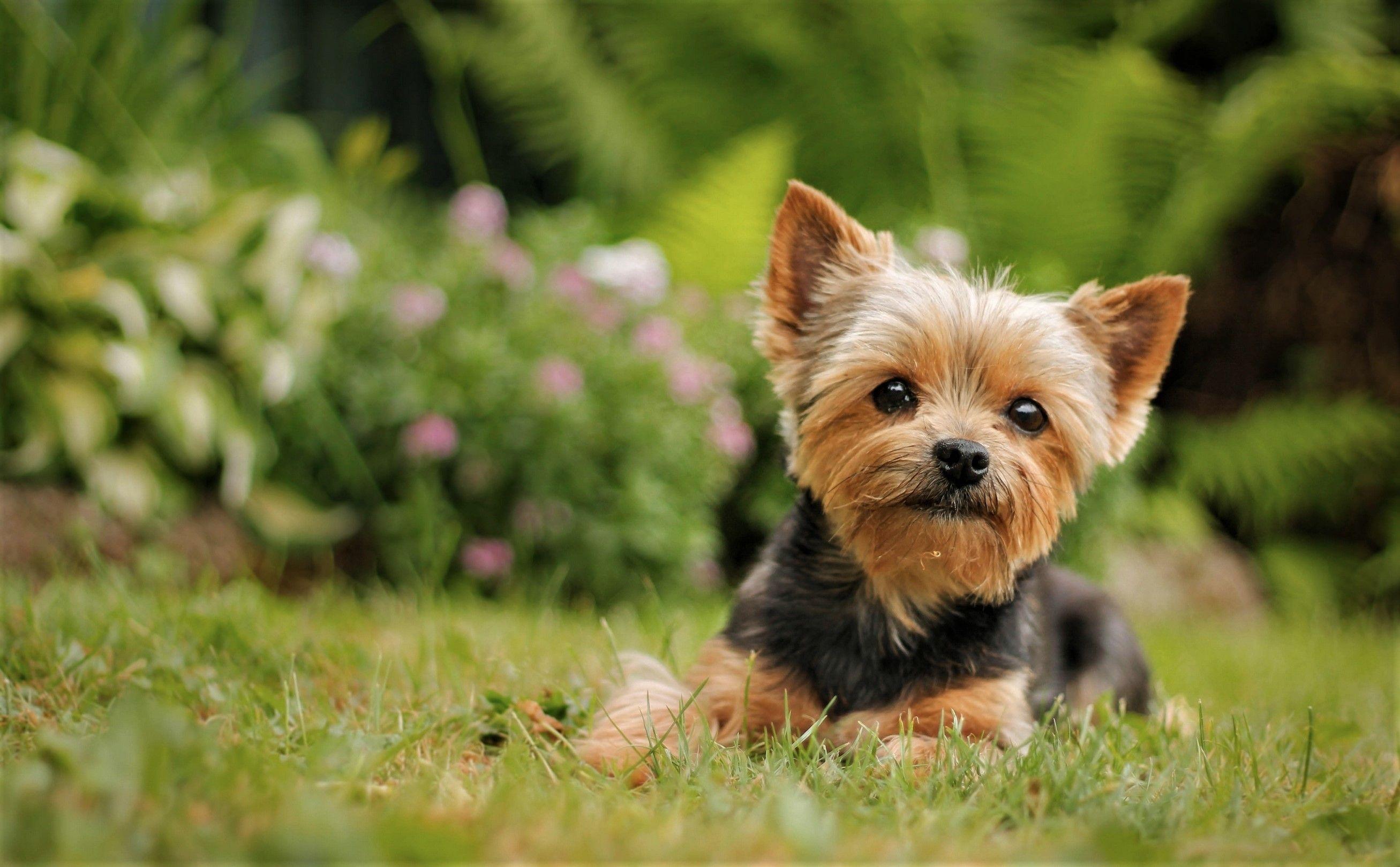 Yorkshire Terrier Wallpapers Top Free Yorkshire Terrier Backgrounds Wallpaperaccess