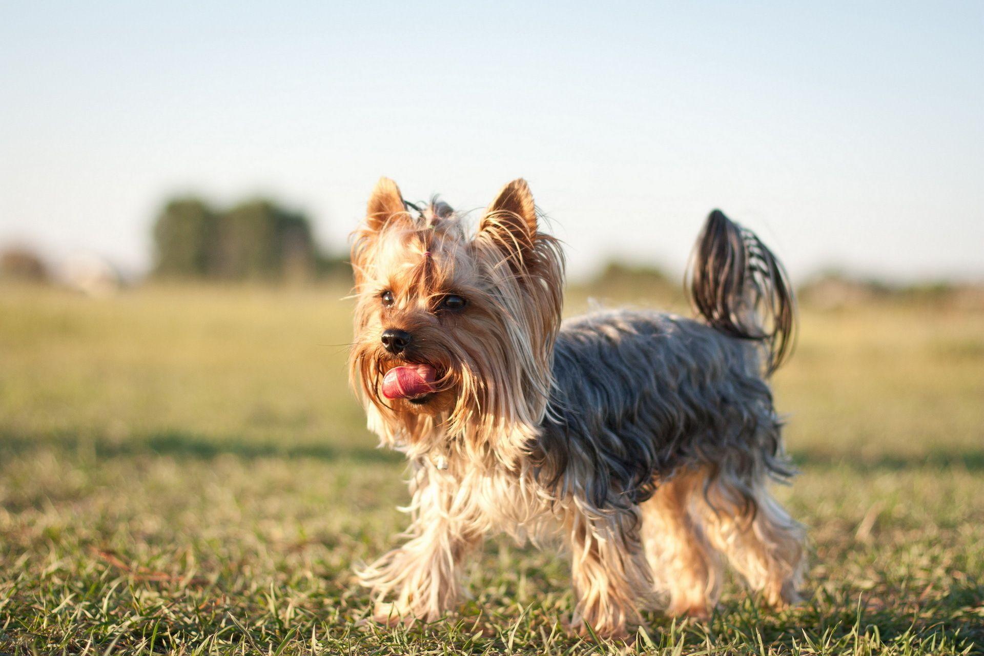 1920x1280 HD Yorkshire Terrier Dog Wallpaper