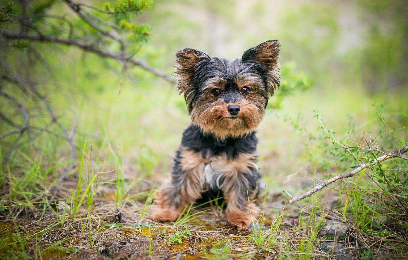 Yorkshire Terrier Wallpapers - Top Free Yorkshire Terrier Backgrounds