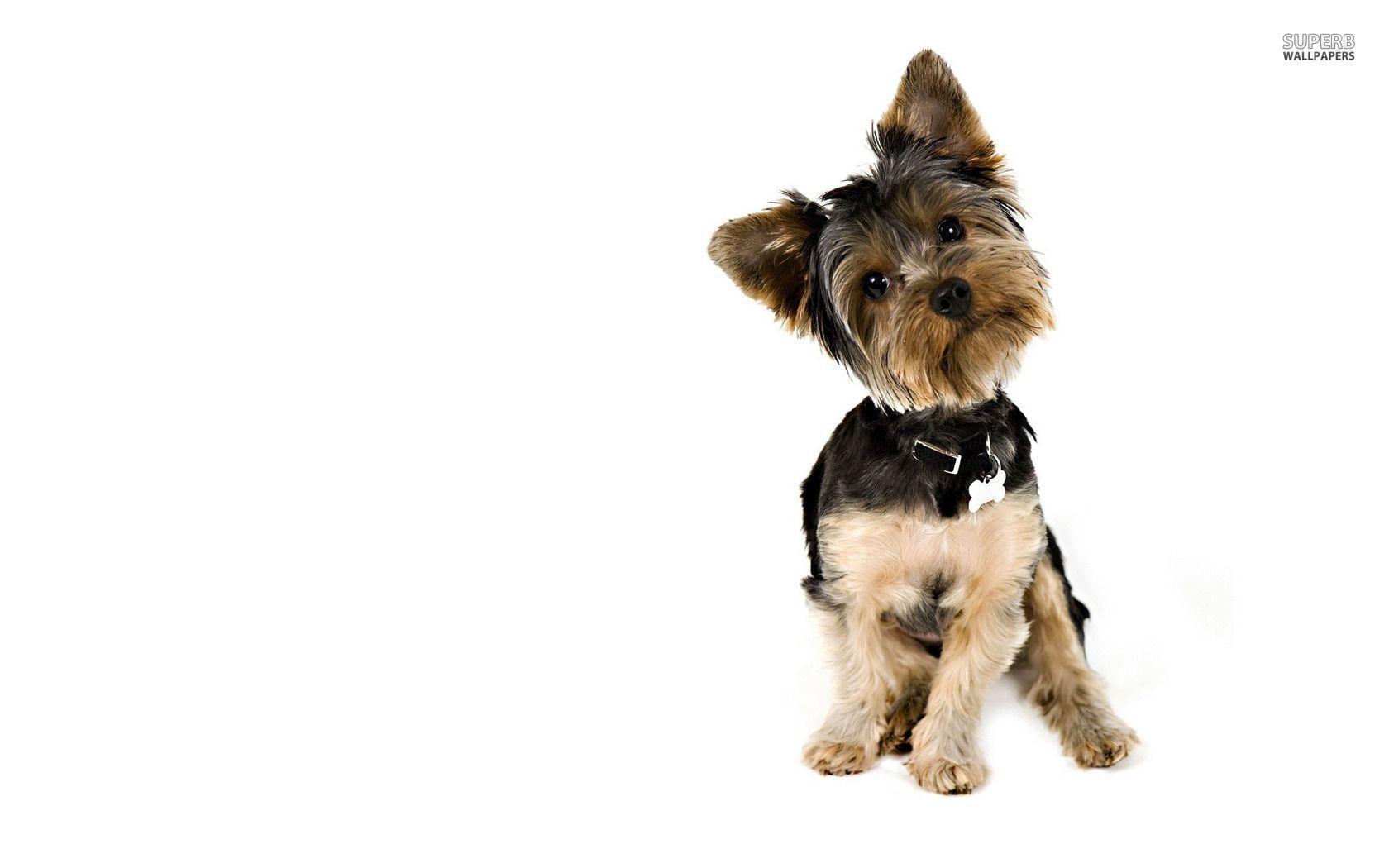 1680x1050 Yorkshire Terrier Wallpaper