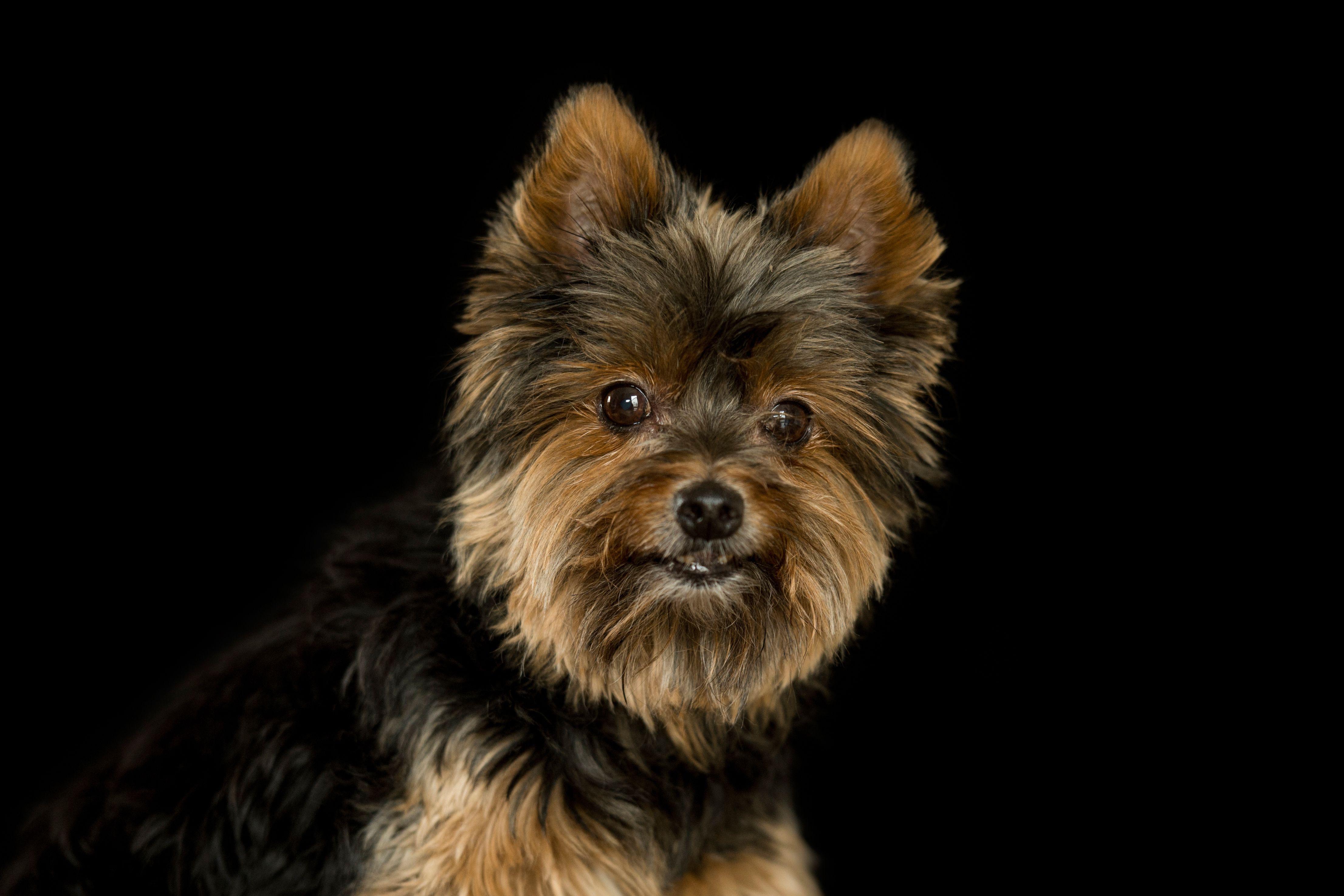 4424x2949 yorkshire terrier wallpaper