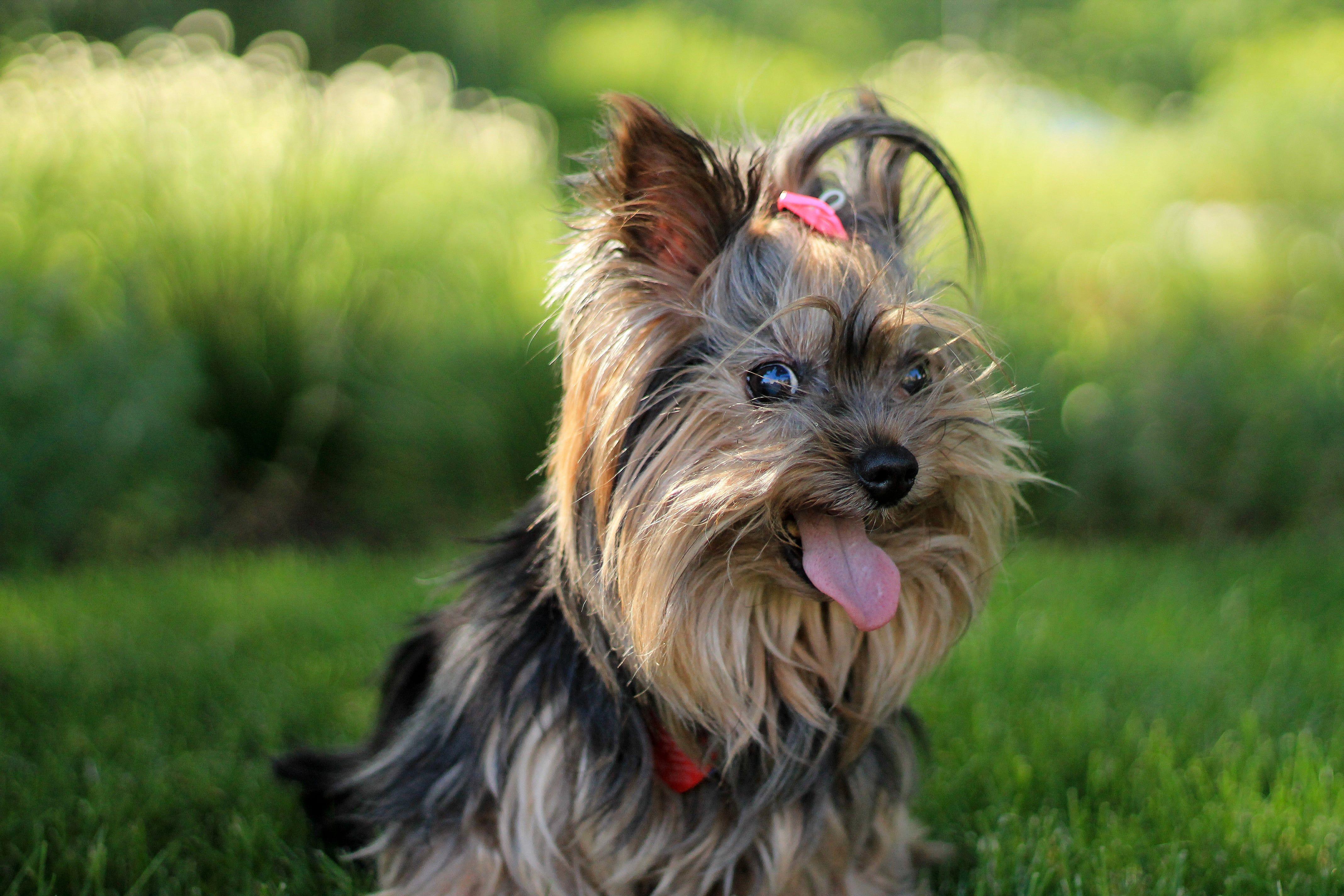 4272x2848 Free download Yorkshire Terrier Wallpaper 11 4272 X 2848 stmednet