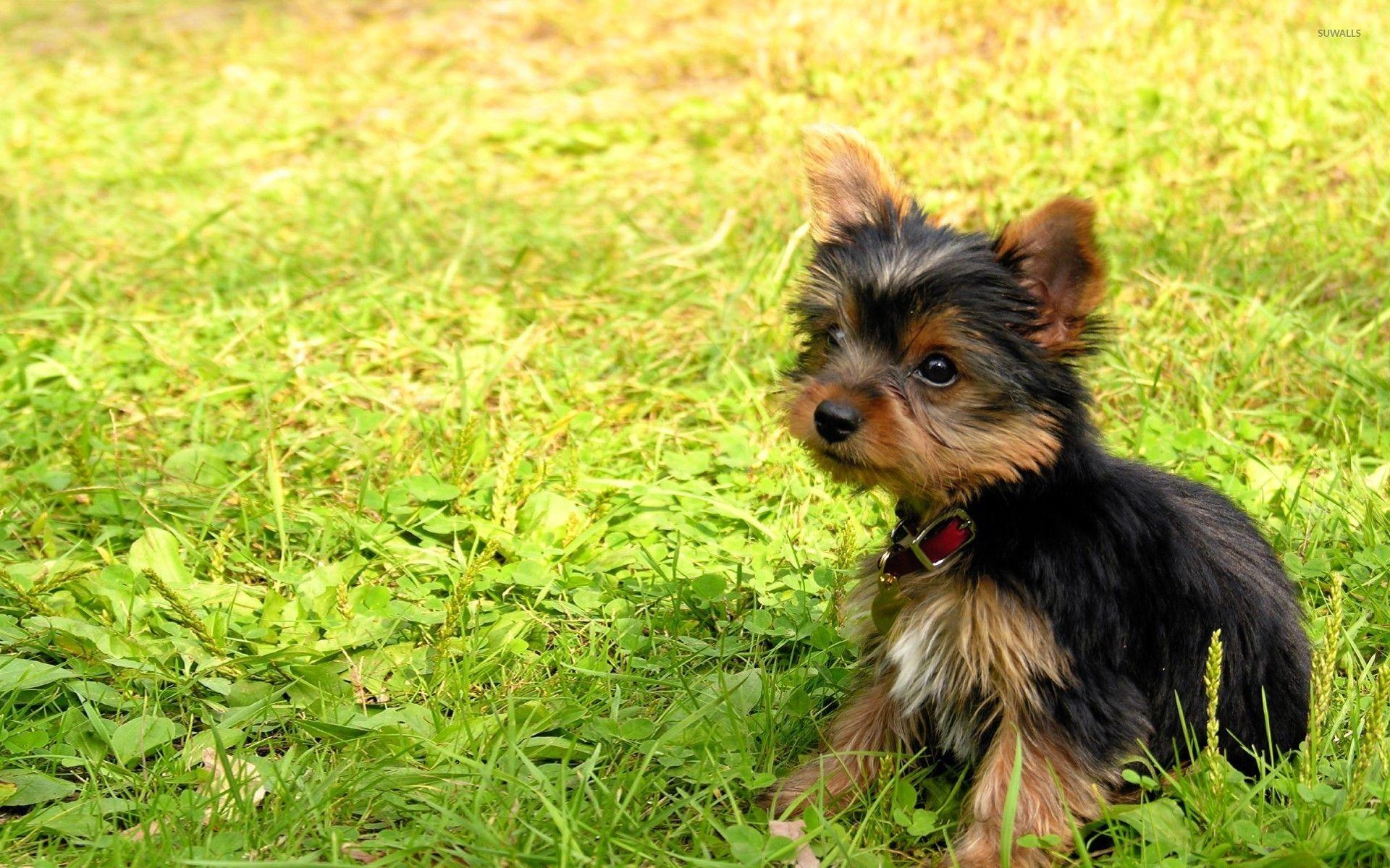 1920x1200 Yorkshire Terrier puppy [2] wallpaper wallpaper