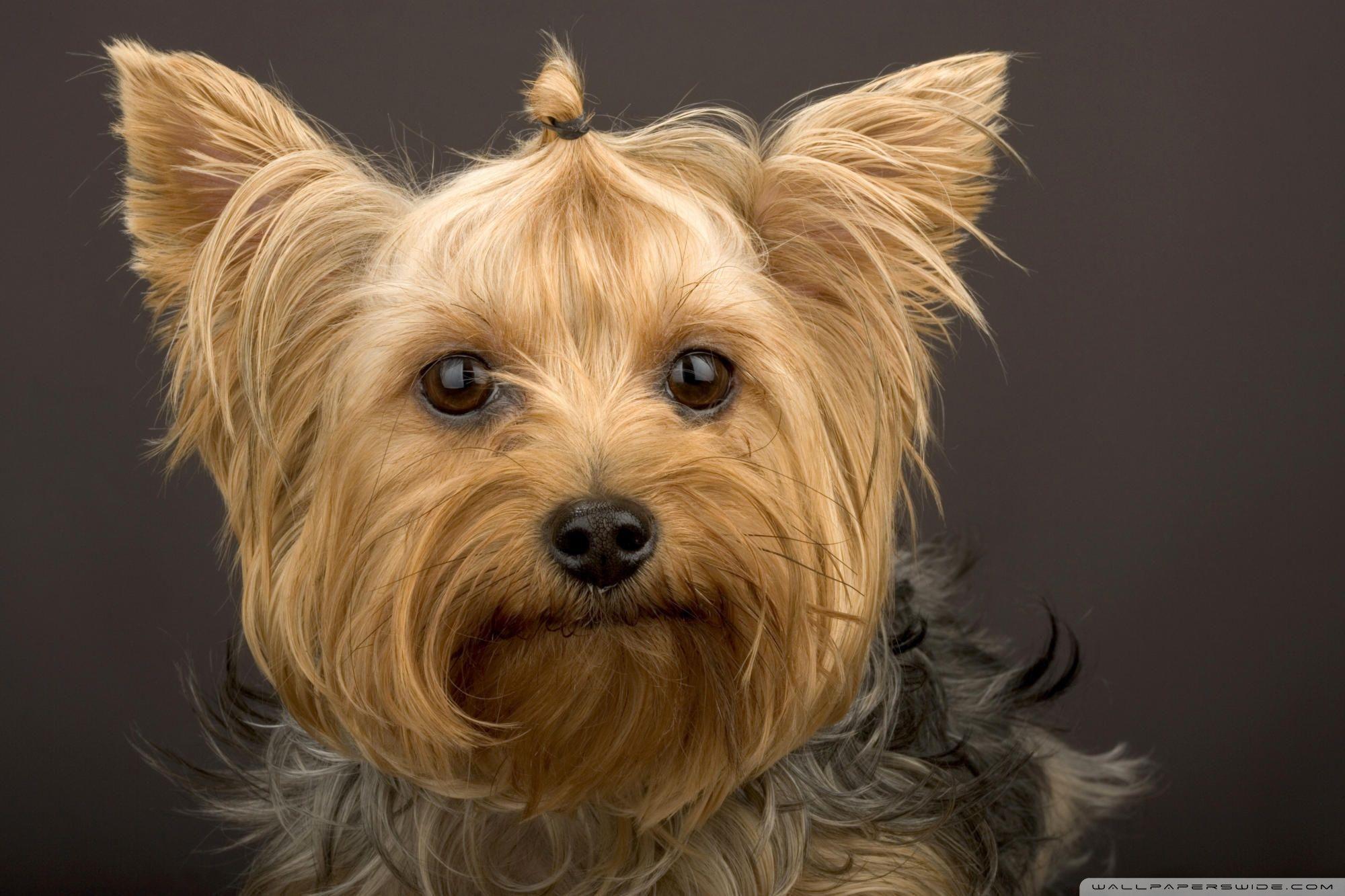 2000x1333 Pack.541: Yorkshire Terrier Wallpaper 2000x1333 px