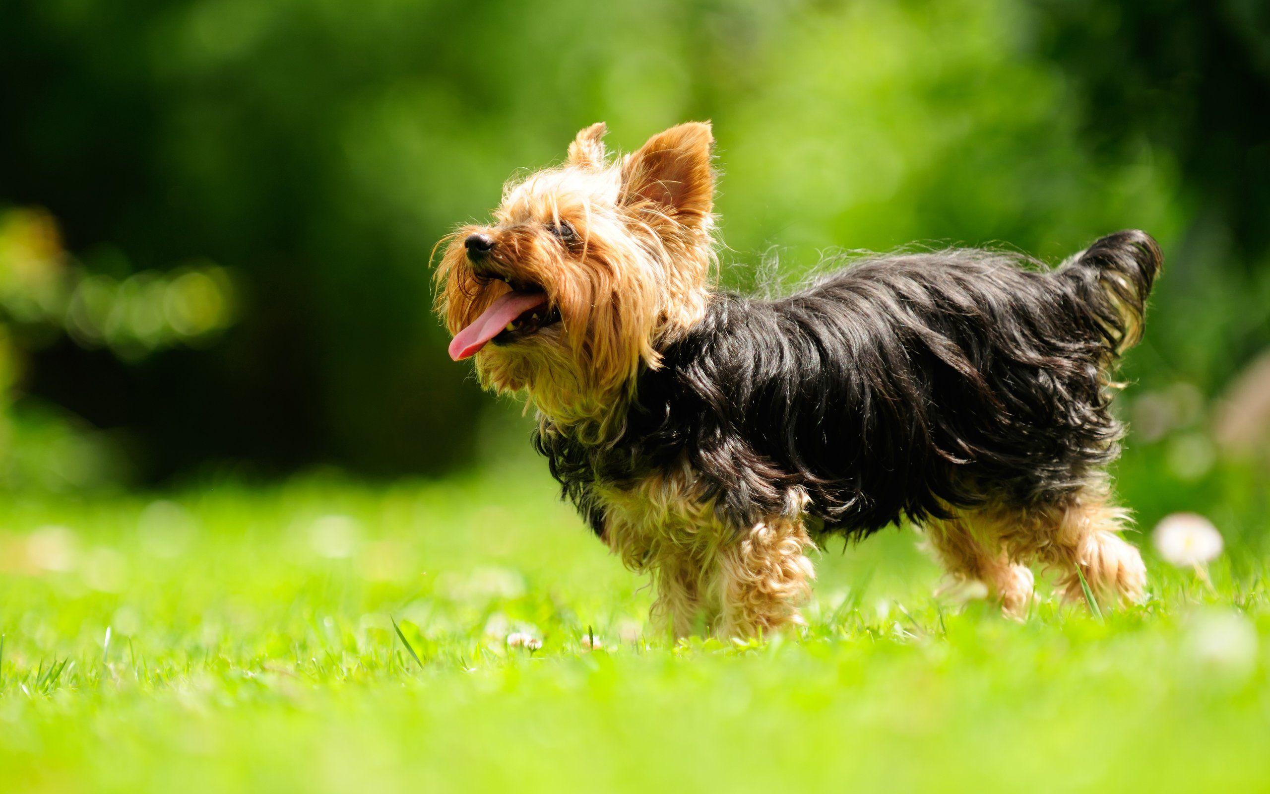 2560x1600 Yorkshire Terrier Dog Sticking Its Tongue Out In The