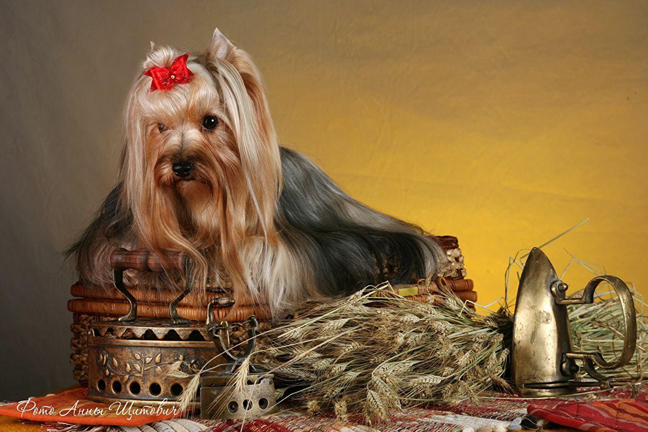 1280x853 Wallpaper Yorkshire terrier dog Animals