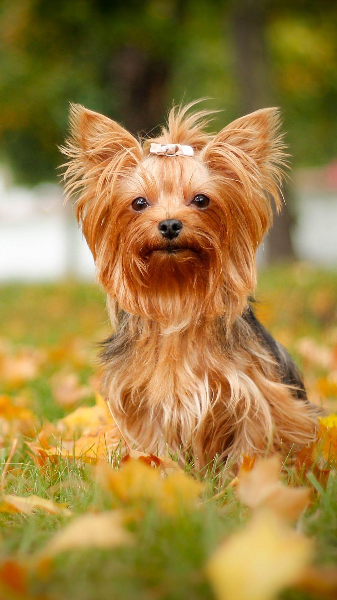1080x1920 Animal Yorkshire Terrier (1080x1920) Wallpaper