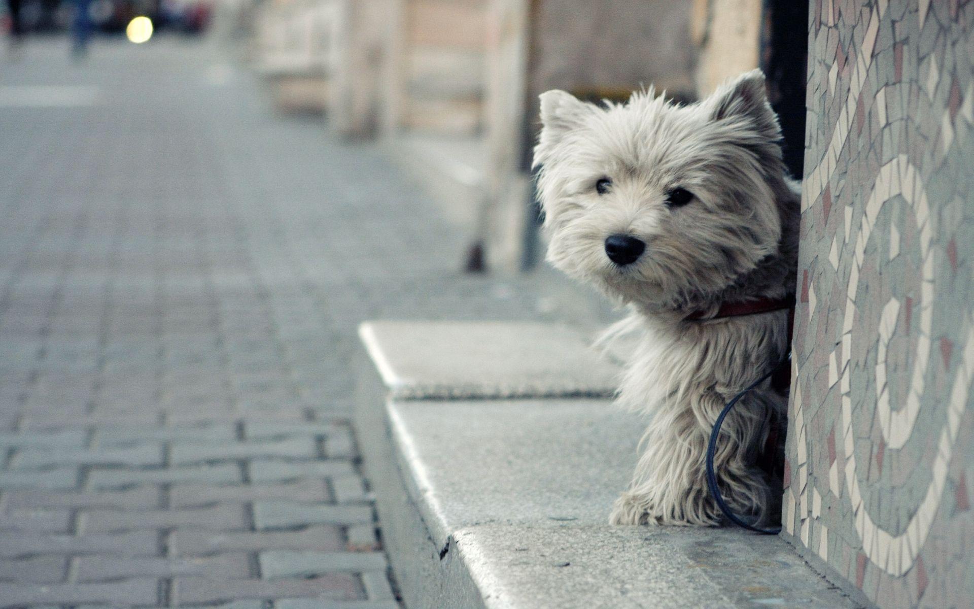 1920x1200 HD Yorkshire Terrier Dog Wallpaper
