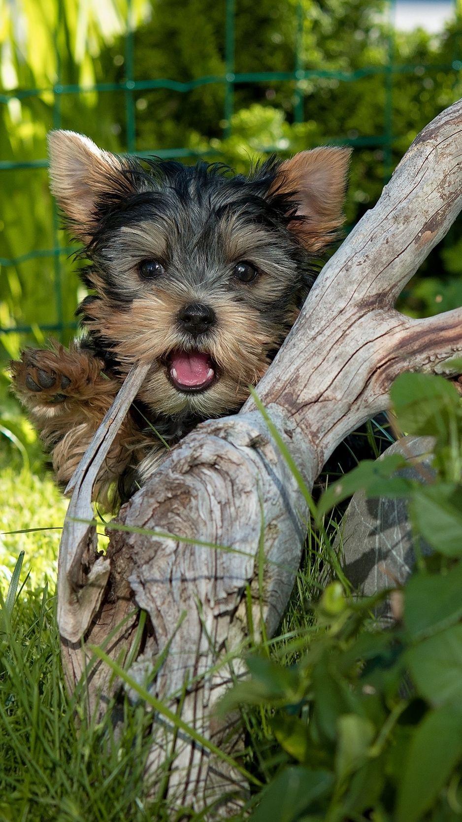 938x1668 Download wallpaper 938x1668 yorkshire terrier, dog, tree, grass