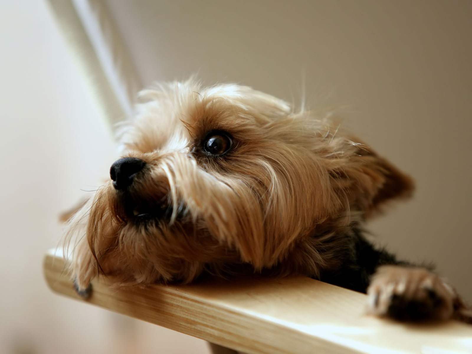 1600x1200 Yorkshire Terrier Wallpaper P33A72 1600x1200