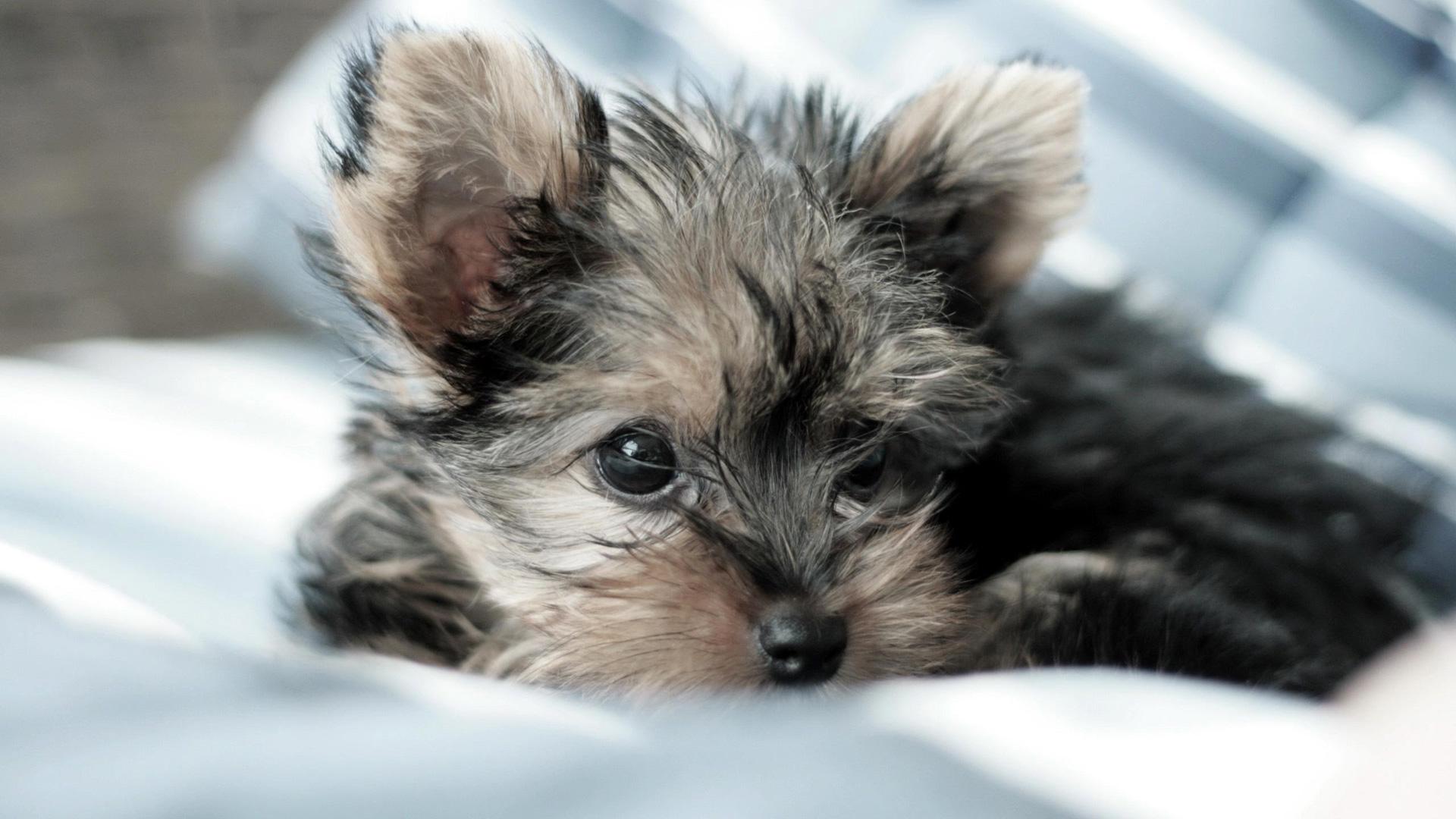 1920x1080 Yorkshire Terrier Puppy, Lying, Fluffy）HD Dog Wallpaper