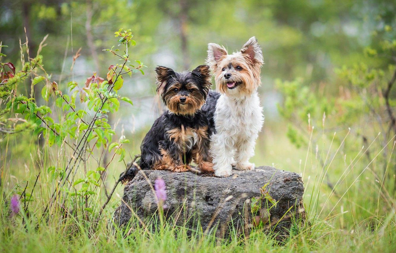 1332x850 Wallpaper dogs, summer, grass, pose, stone, two, Duo, friends, two