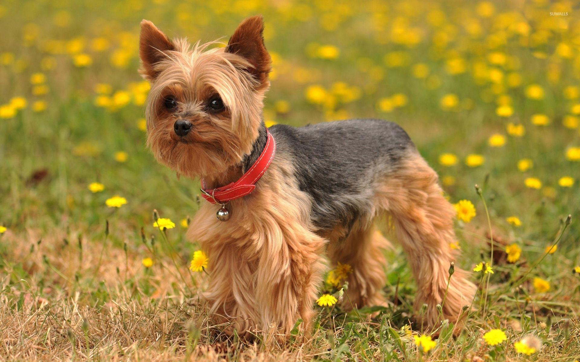 1920x1200 Yorkshire Terrier with a bell on its red collar wallpaper