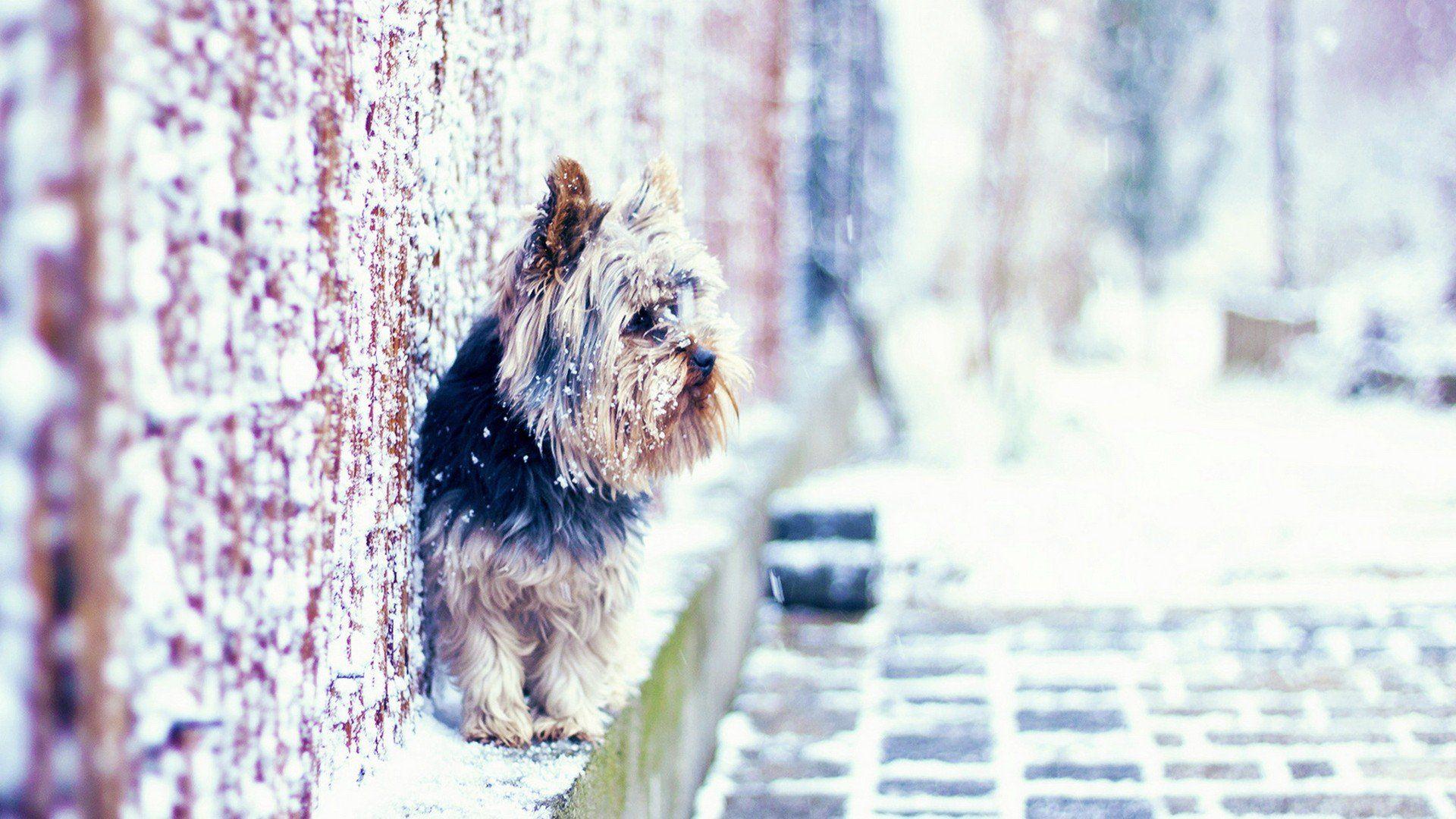 1920x1080 nature, Animals, Dogs, Puppies, Yorkshire, Terrier, Yorkshire