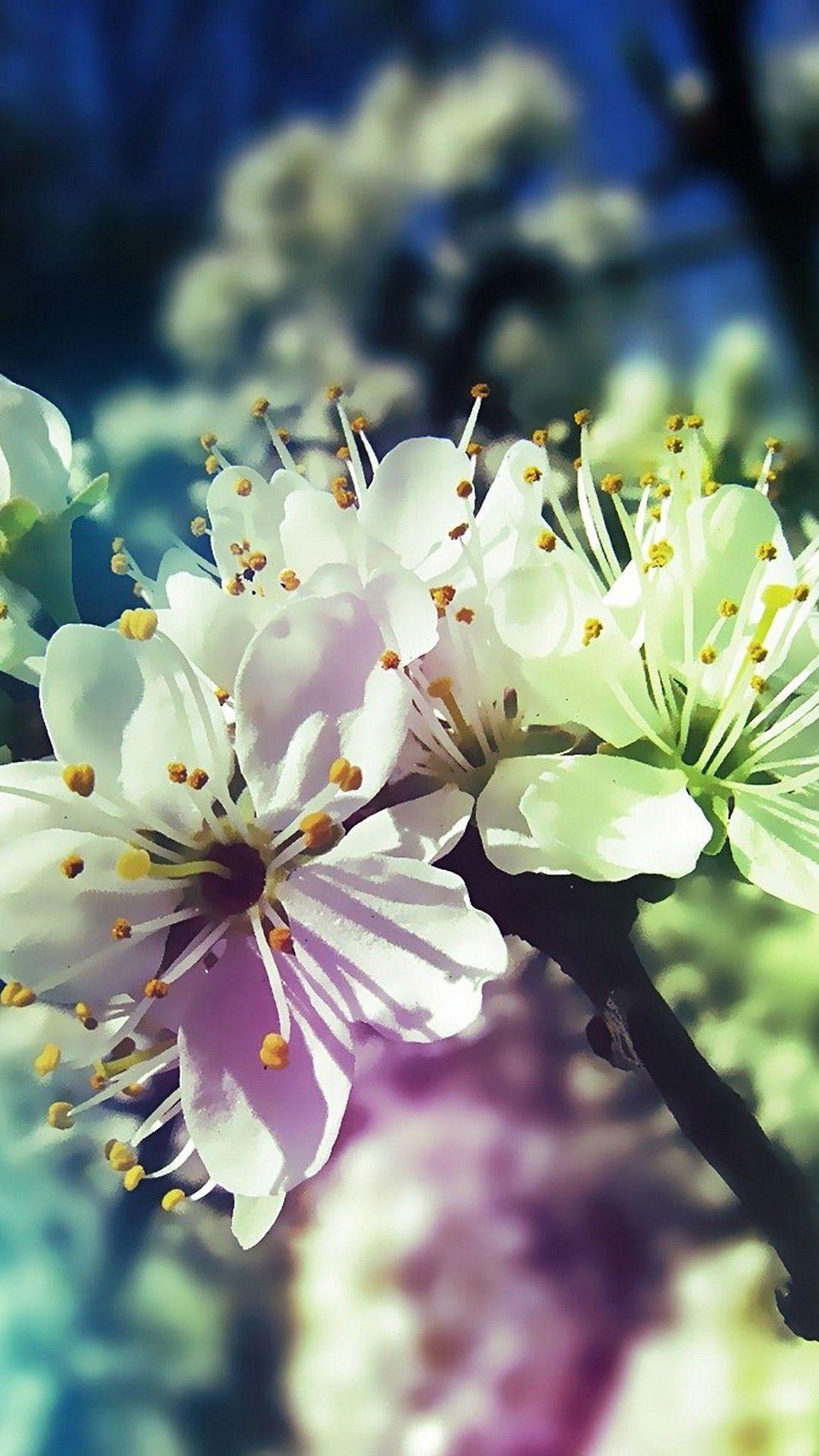 Download Cute Spring Phone Dahlia Flower Wallpaper  Wallpaperscom