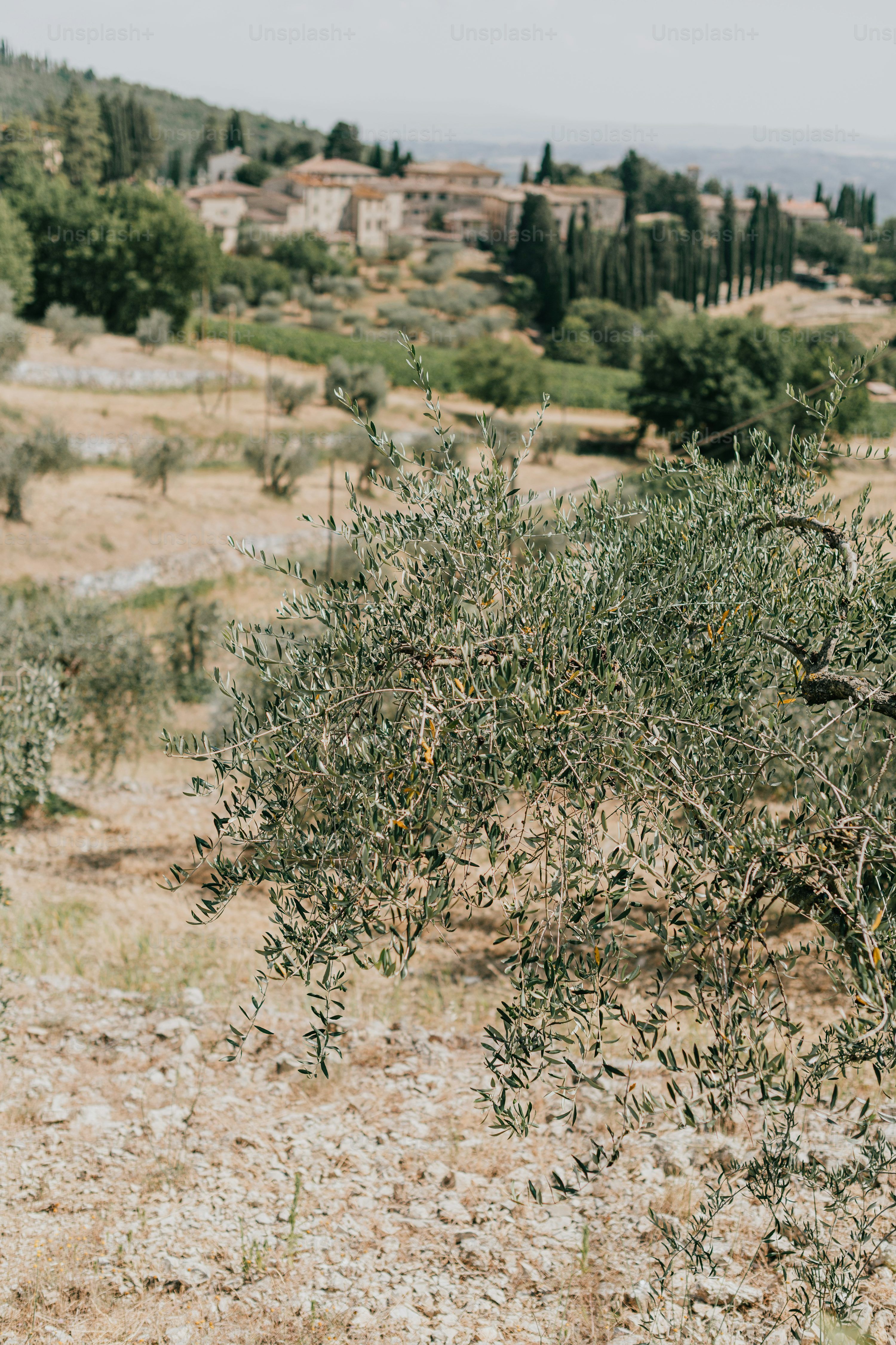 3000x4500 Garden Of Gethsemane Picture. Download Free Image