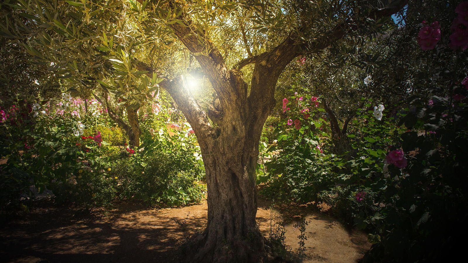 1600x900 The Garden of Gethsemane. The Winning Walk