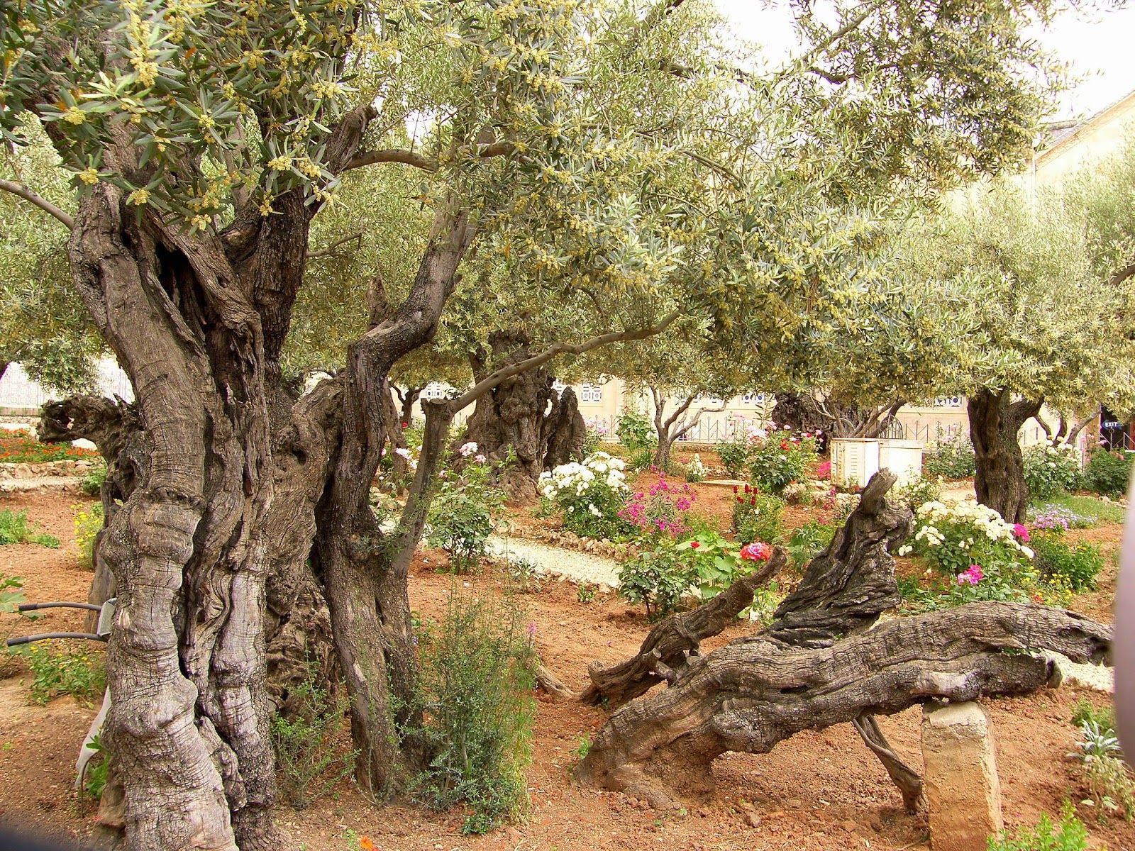1600x1200 Birding For Pleasure: SUNDAY THOUGHT of Gethsemane, Israel ( Part 1)